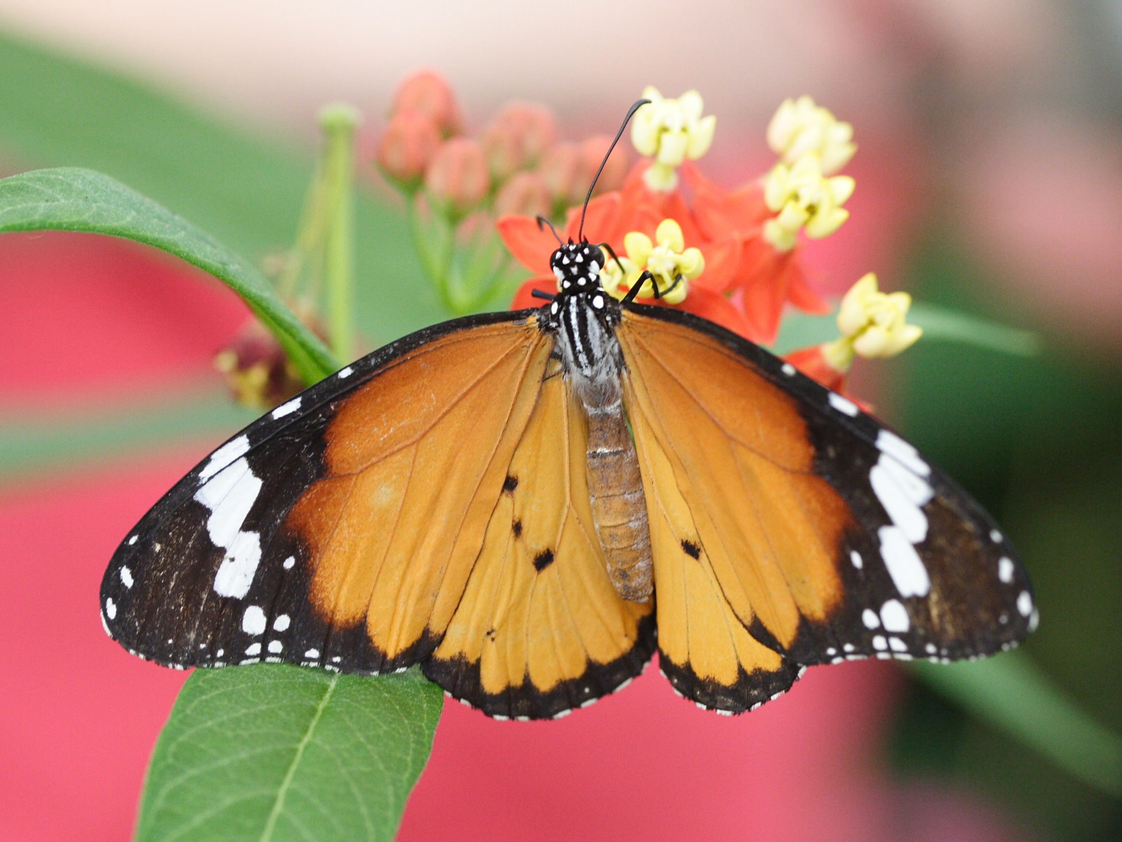 danaus_chrysippus6md
