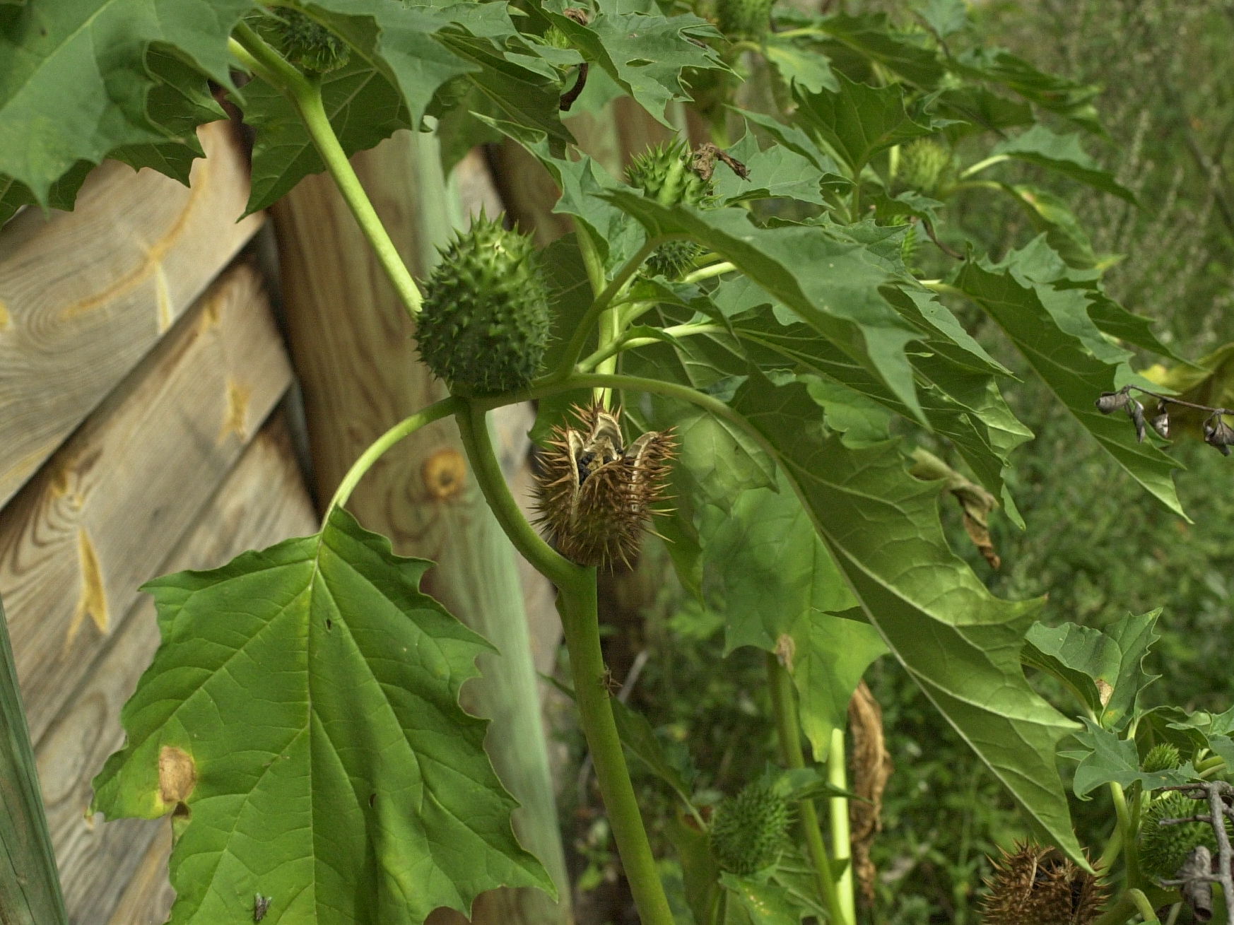 Afficher le média datura_stramonium2md datura_stramonium2md
