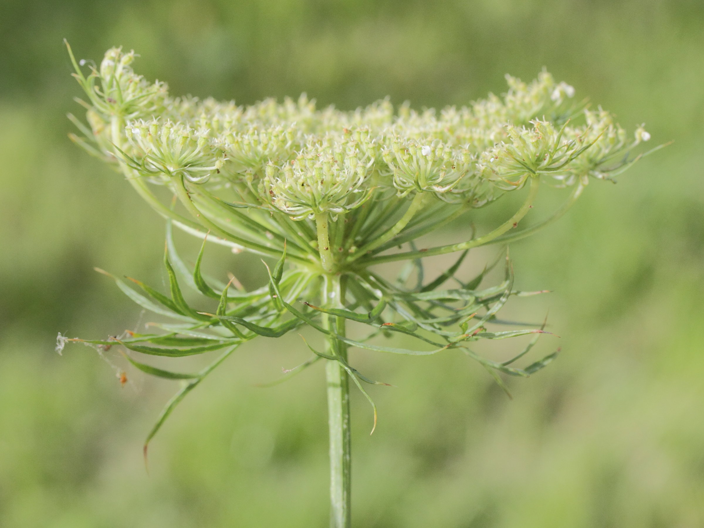 daucus_carota_sativa3md
