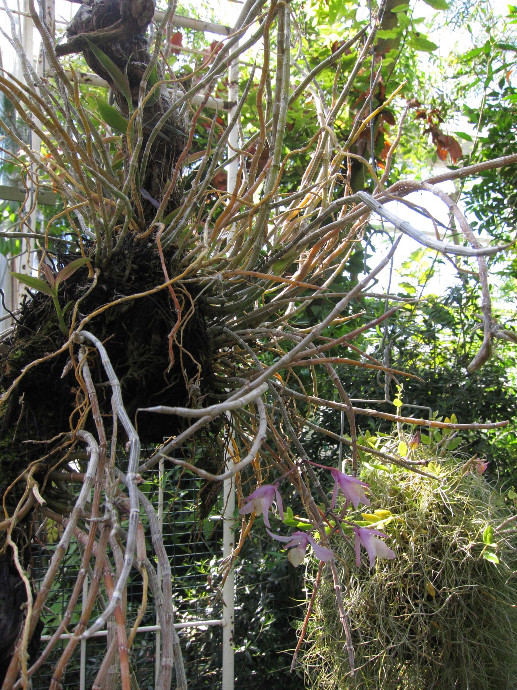 dendrobium_aphyllum1bd