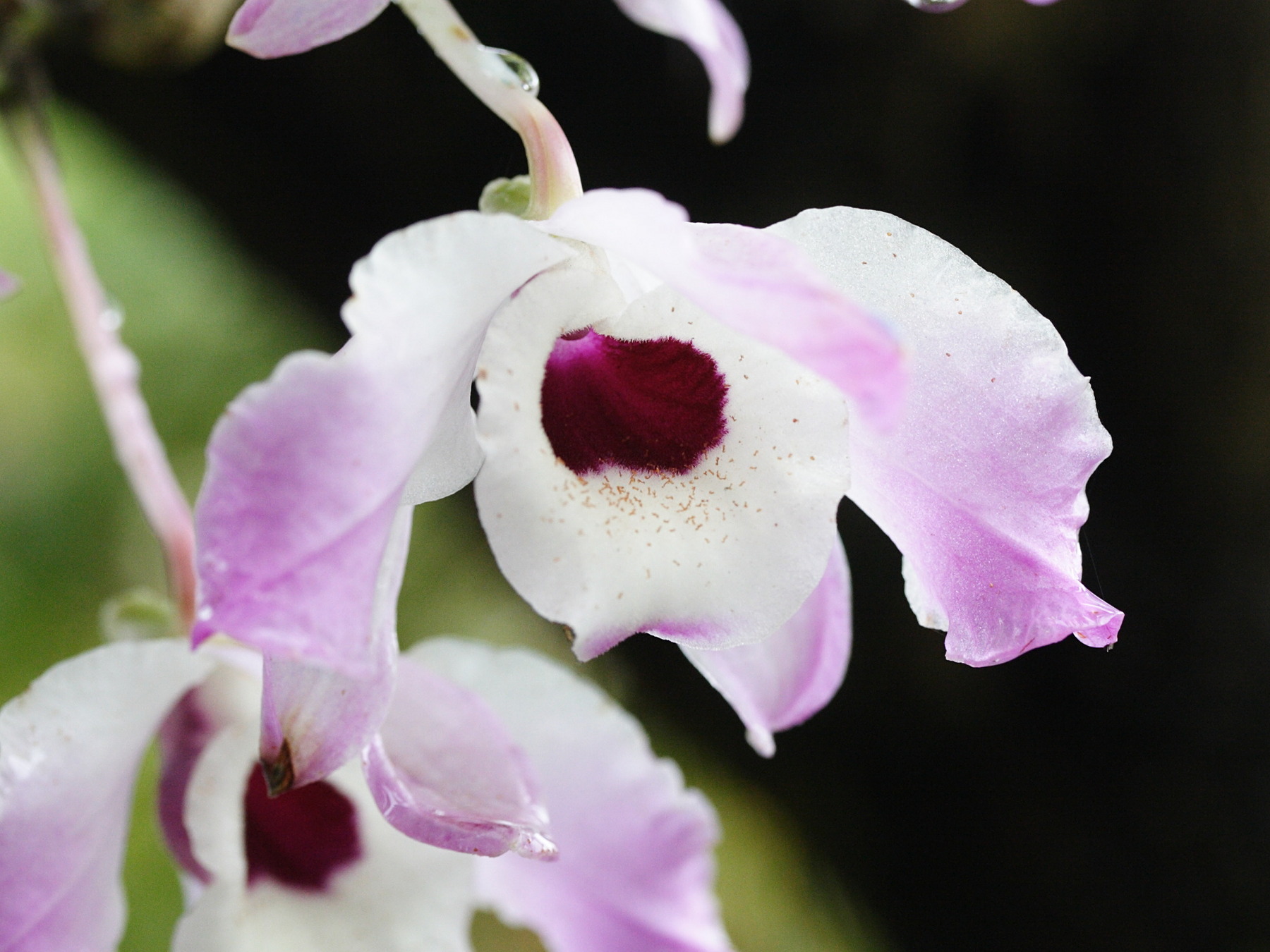 dendrobium_nobile3md
