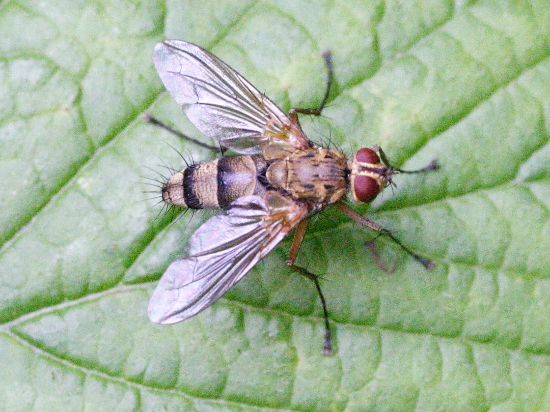 dexiosoma_caninum1md