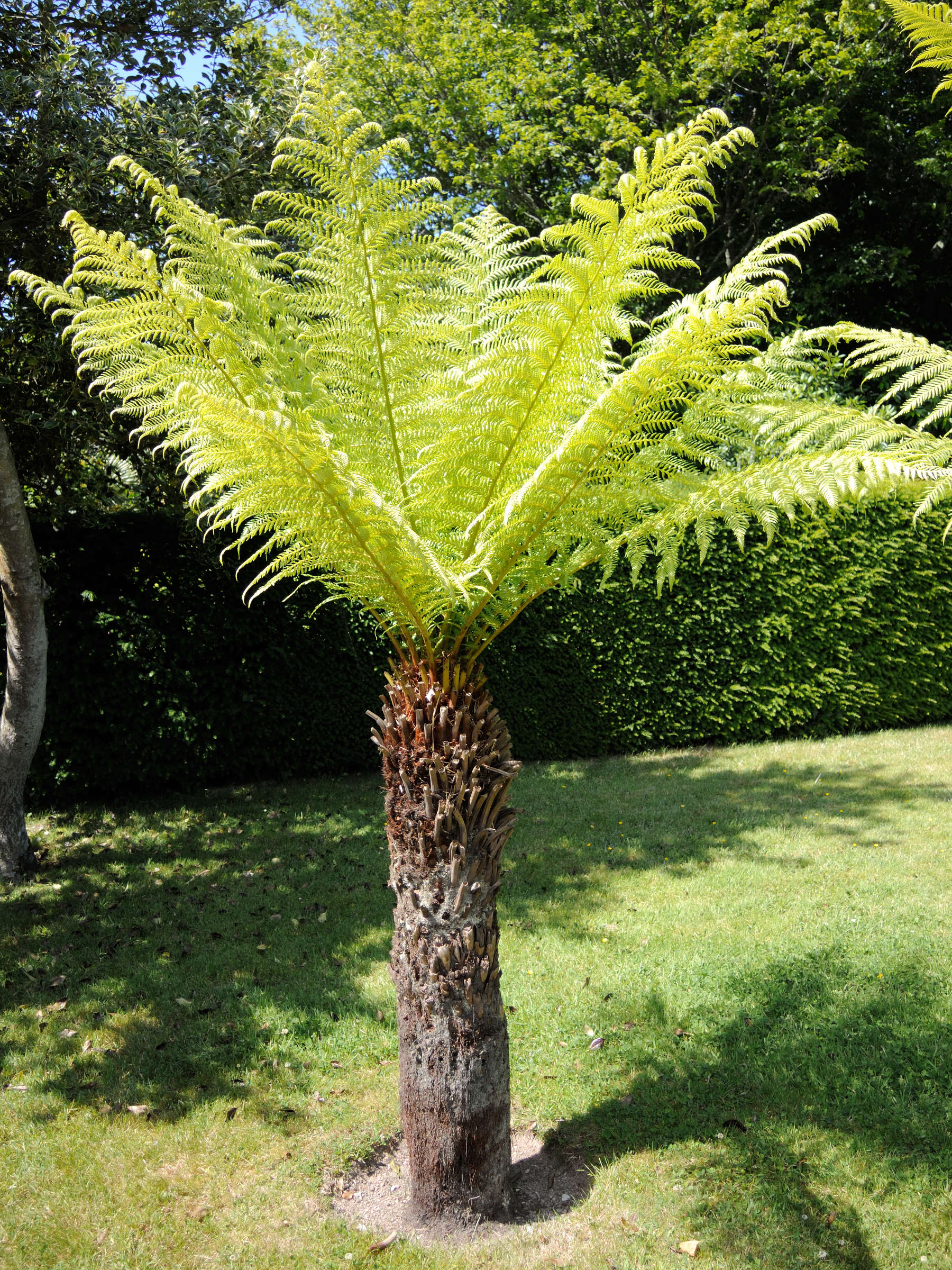 dicksonia_antarctica5md