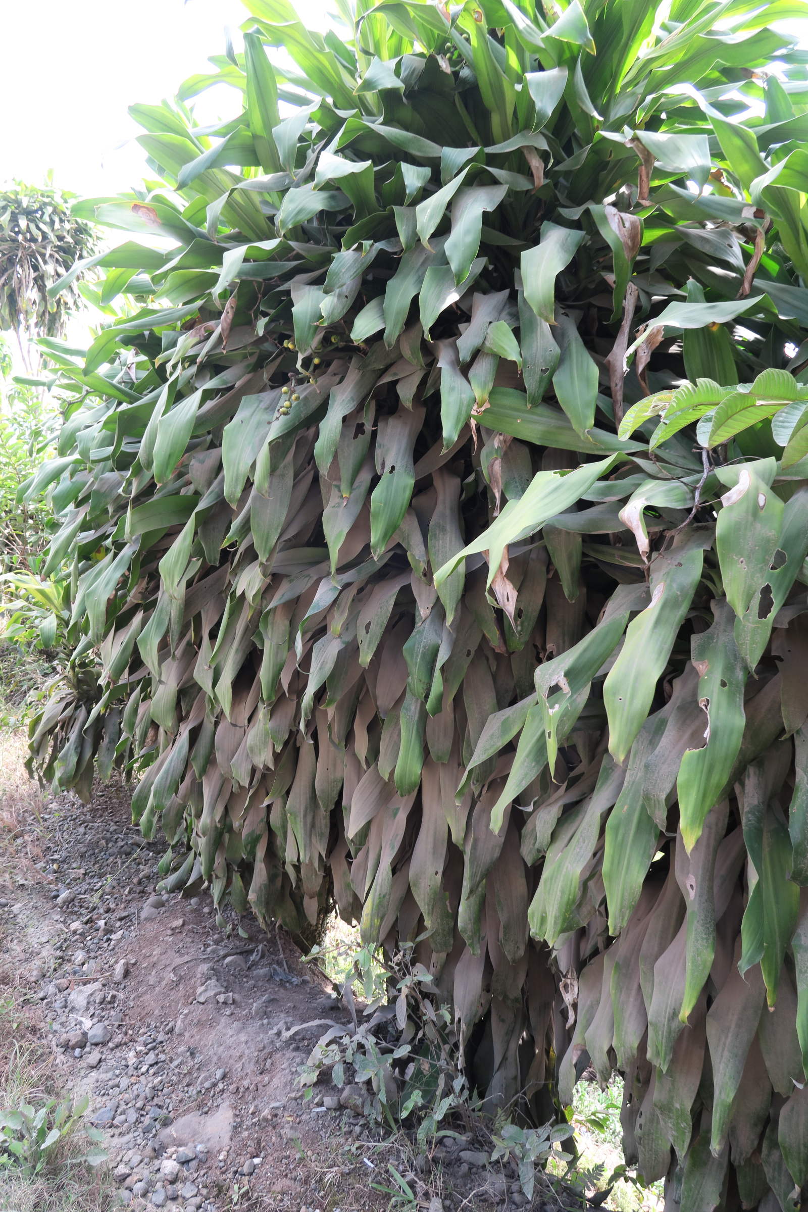 dracaena_fragrans4md