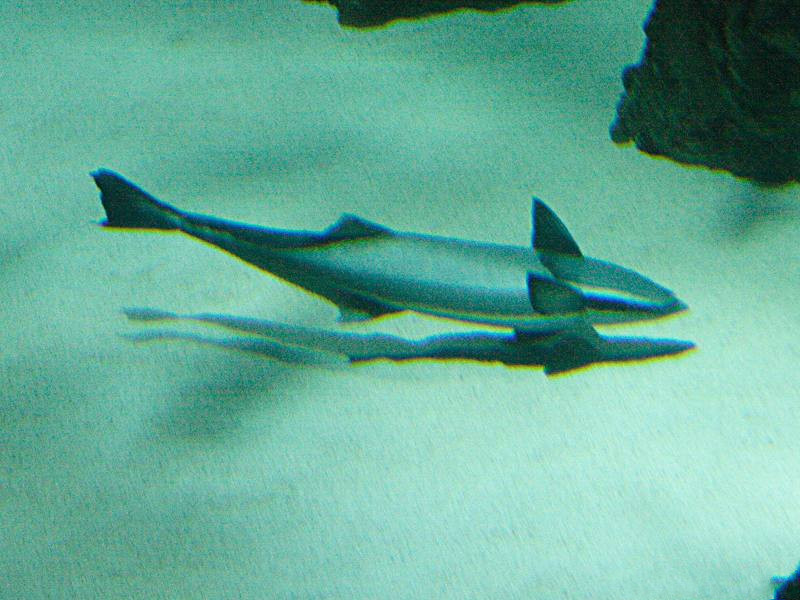 echeneis_naucrates1md