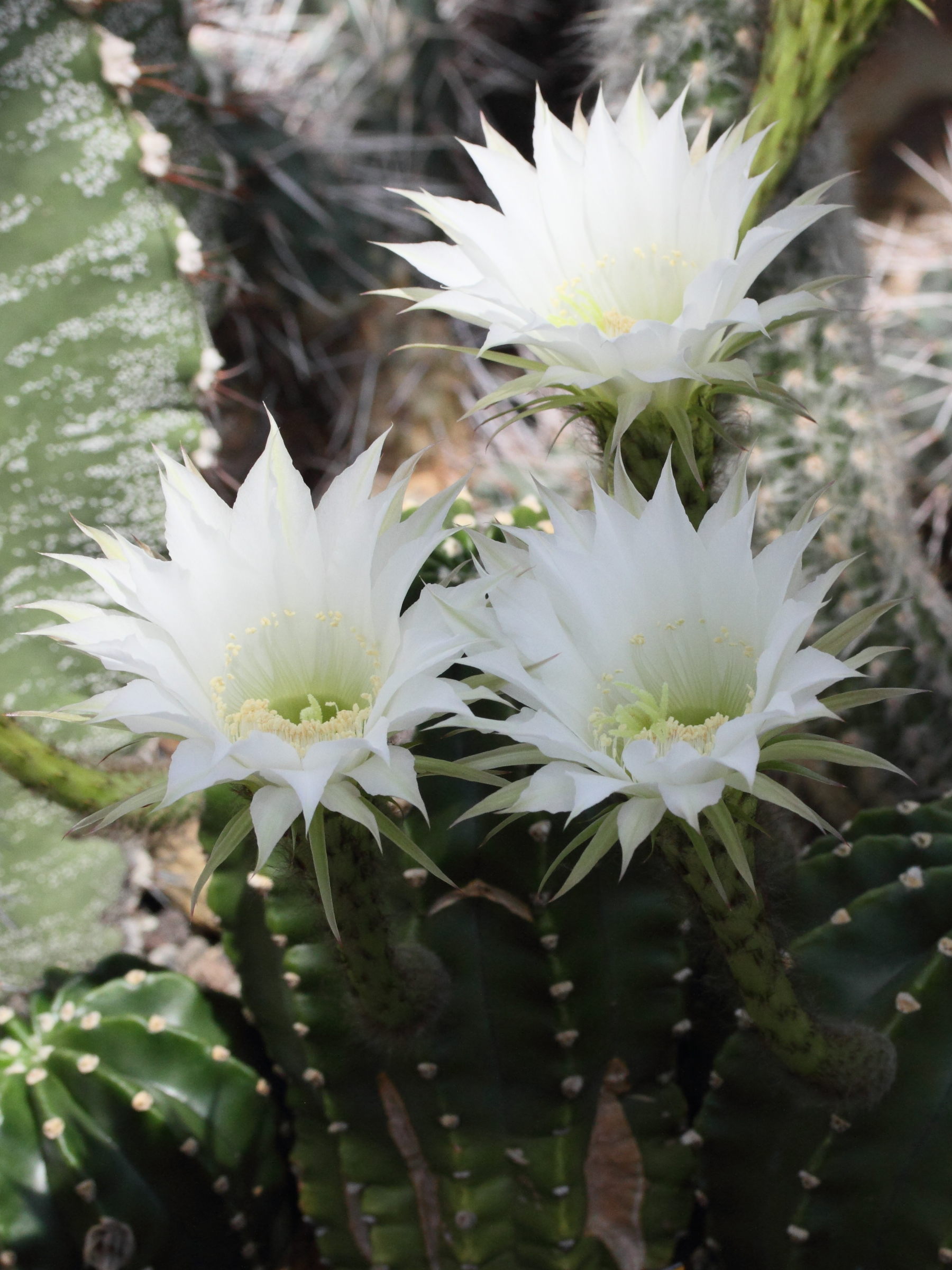 Afficher le média echinopsis_oxygona2md echinopsis_oxygona2md