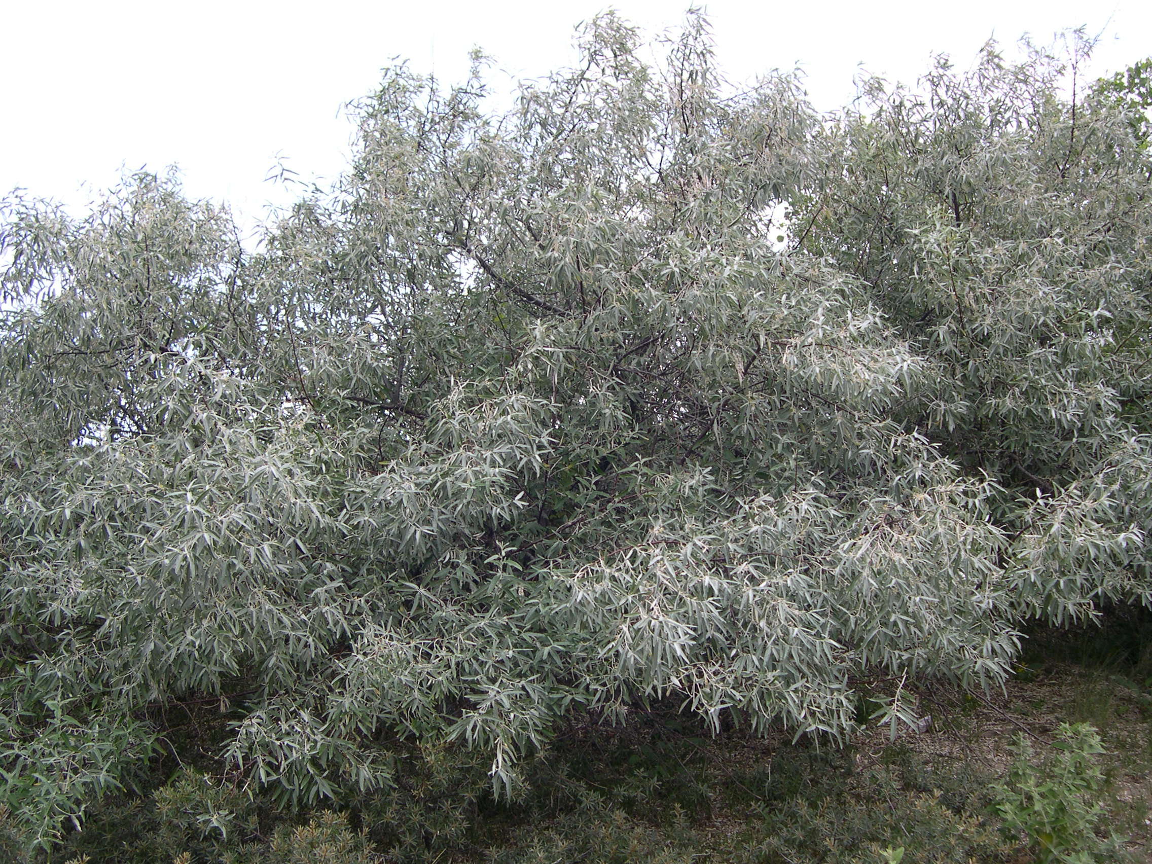 elaeagnus_angustifolia1amd
