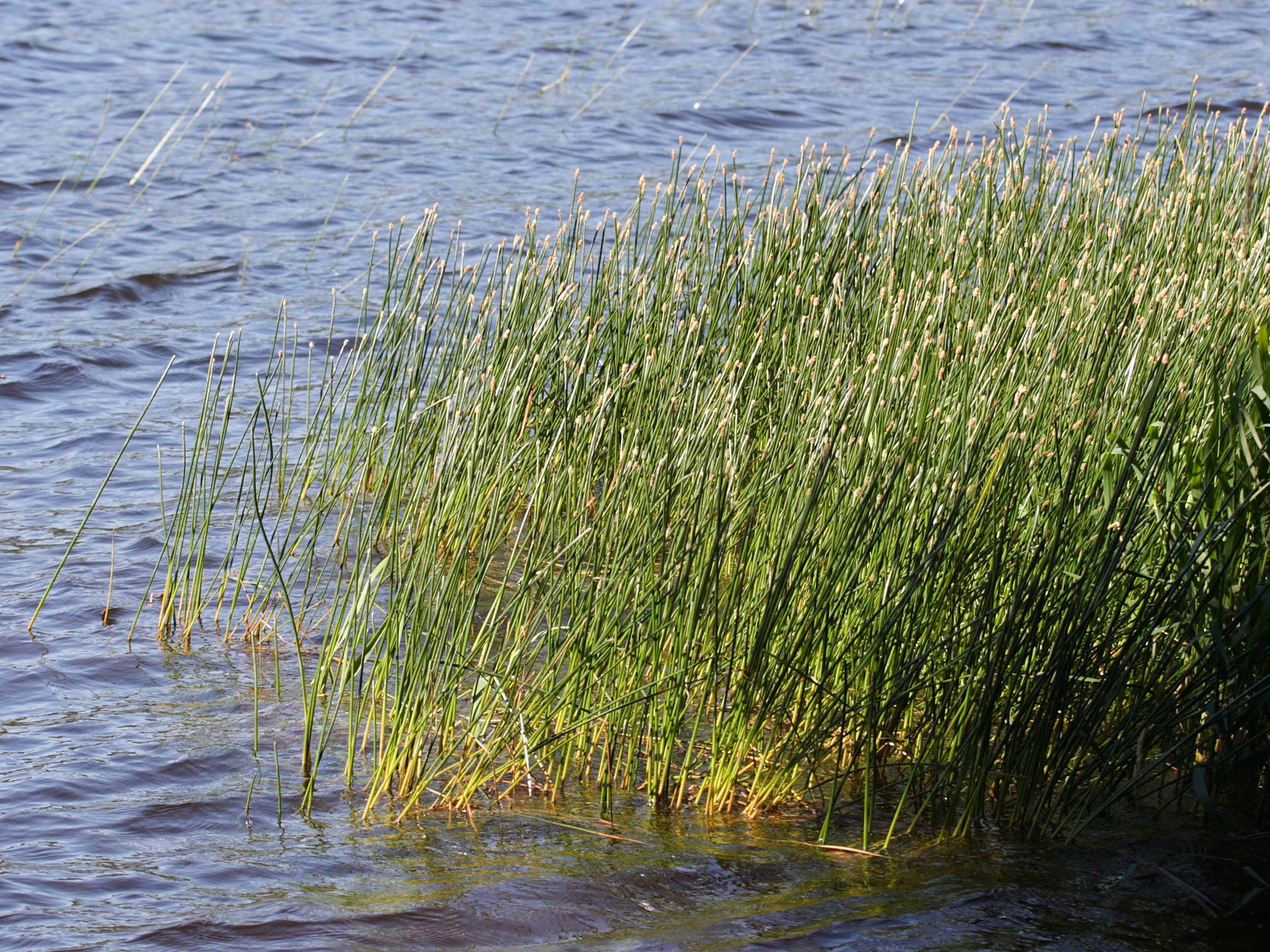 eleocharis_palustris1abd