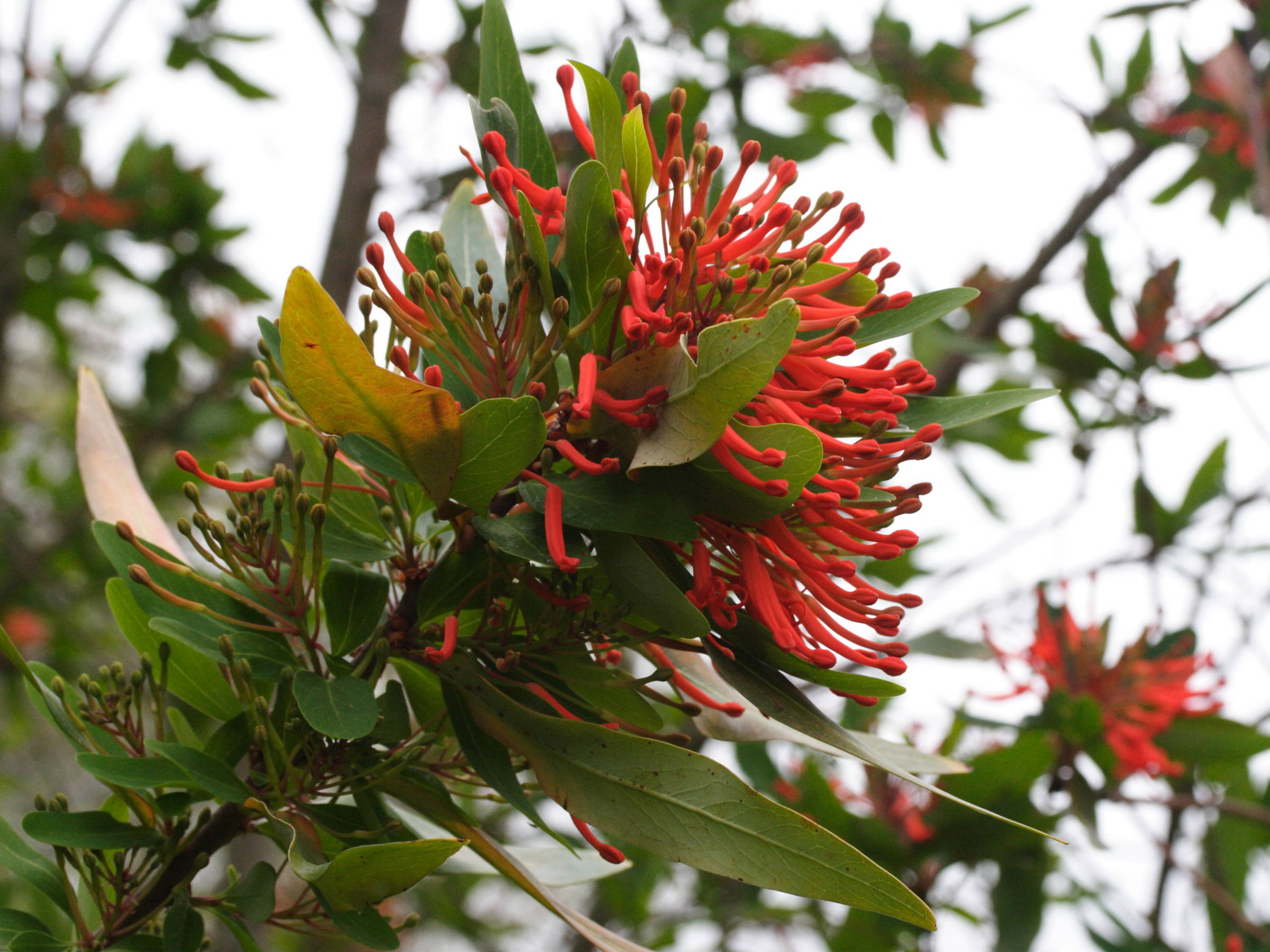 Afficher le média embothrium_coccineum1md embothrium_coccineum1md