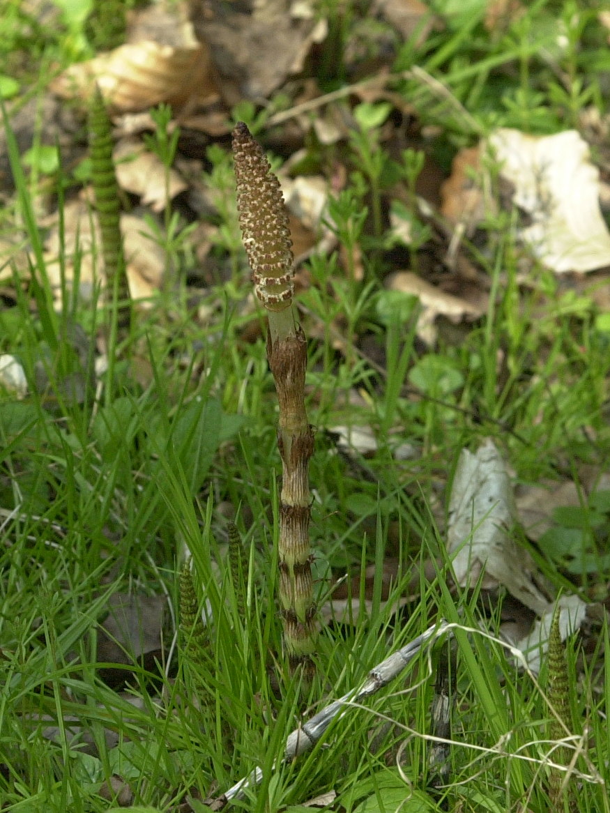 equisetum_telmateia1amd