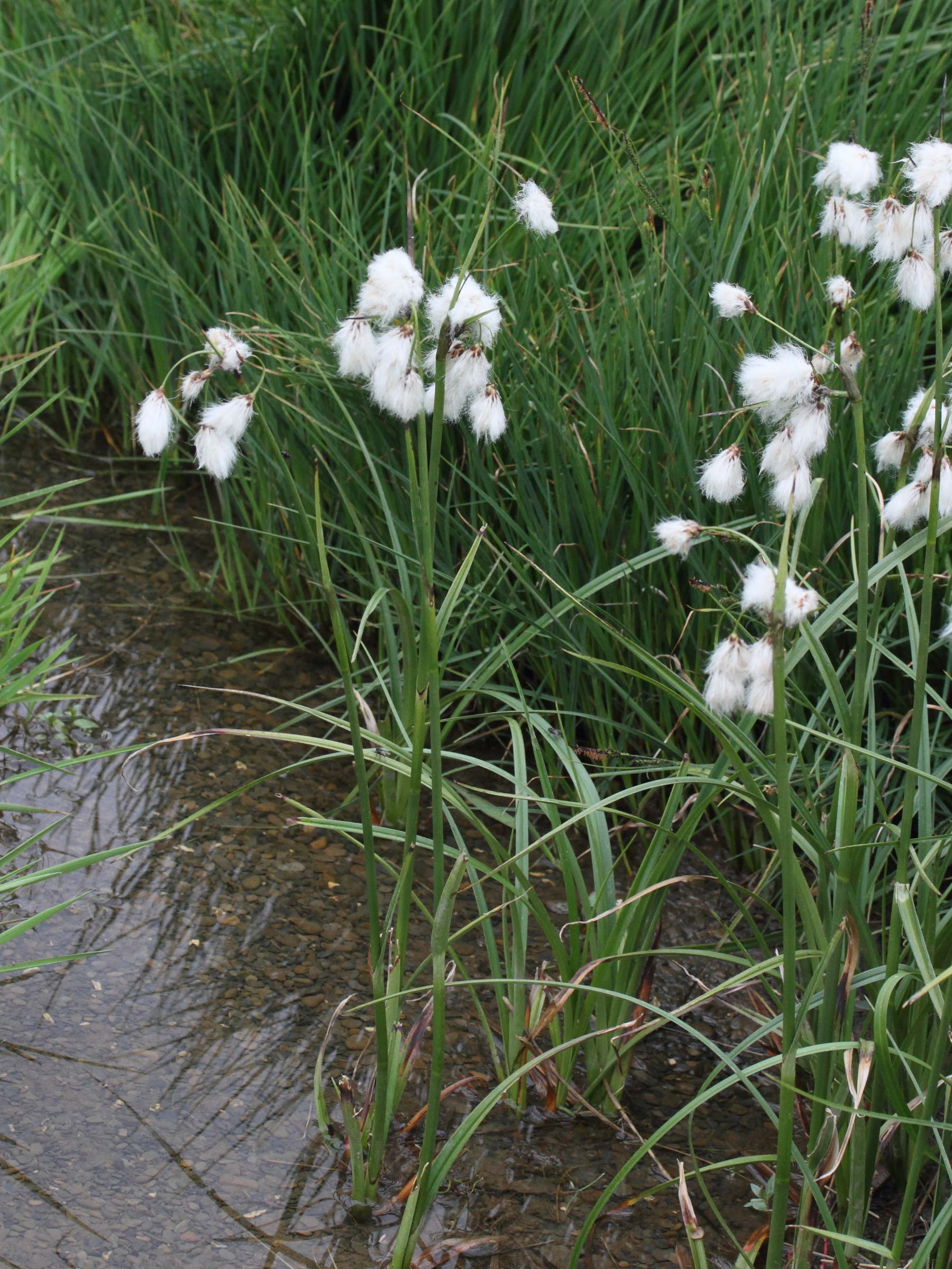 eriophorum_angustifolium4md