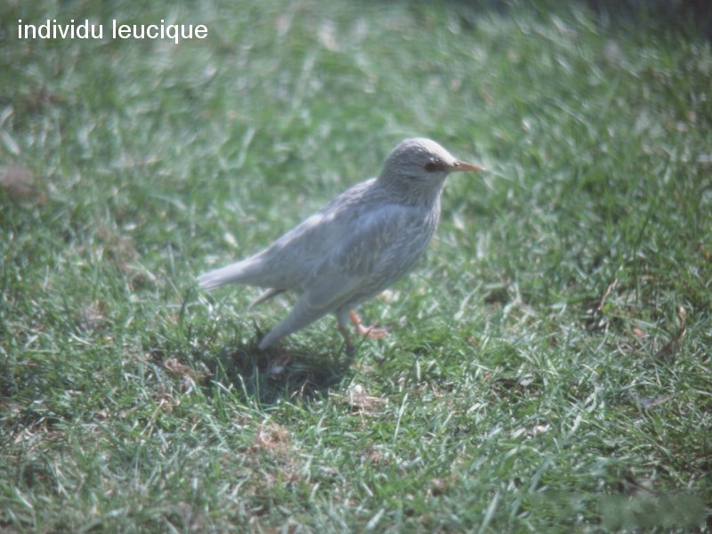 etourneau_sansonnet_-_sturnus_vulgaris3md
