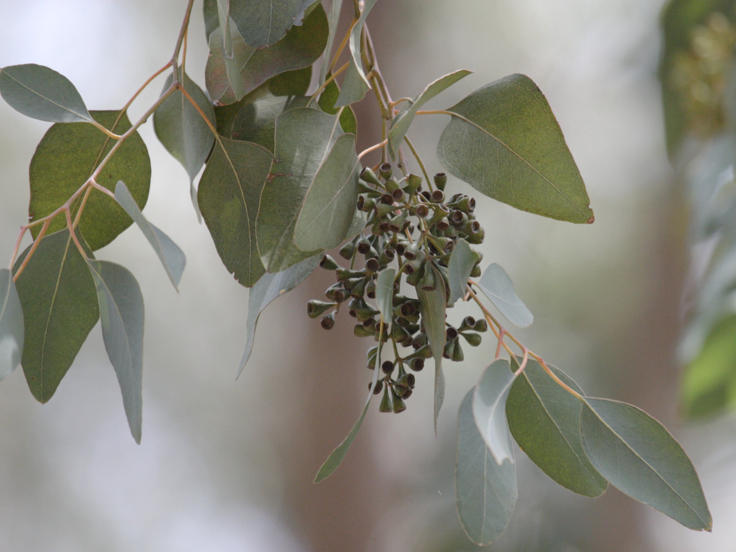 eucalyptus_polyanthemos1bd