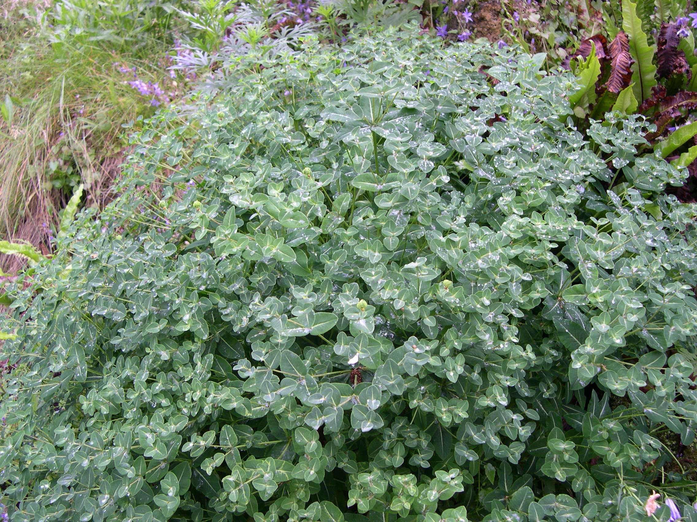 euphorbia_hibernica1md