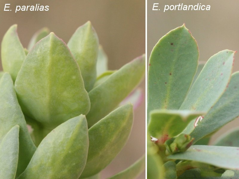 Afficher le média euphorbia_paralias4md euphorbia_paralias4md