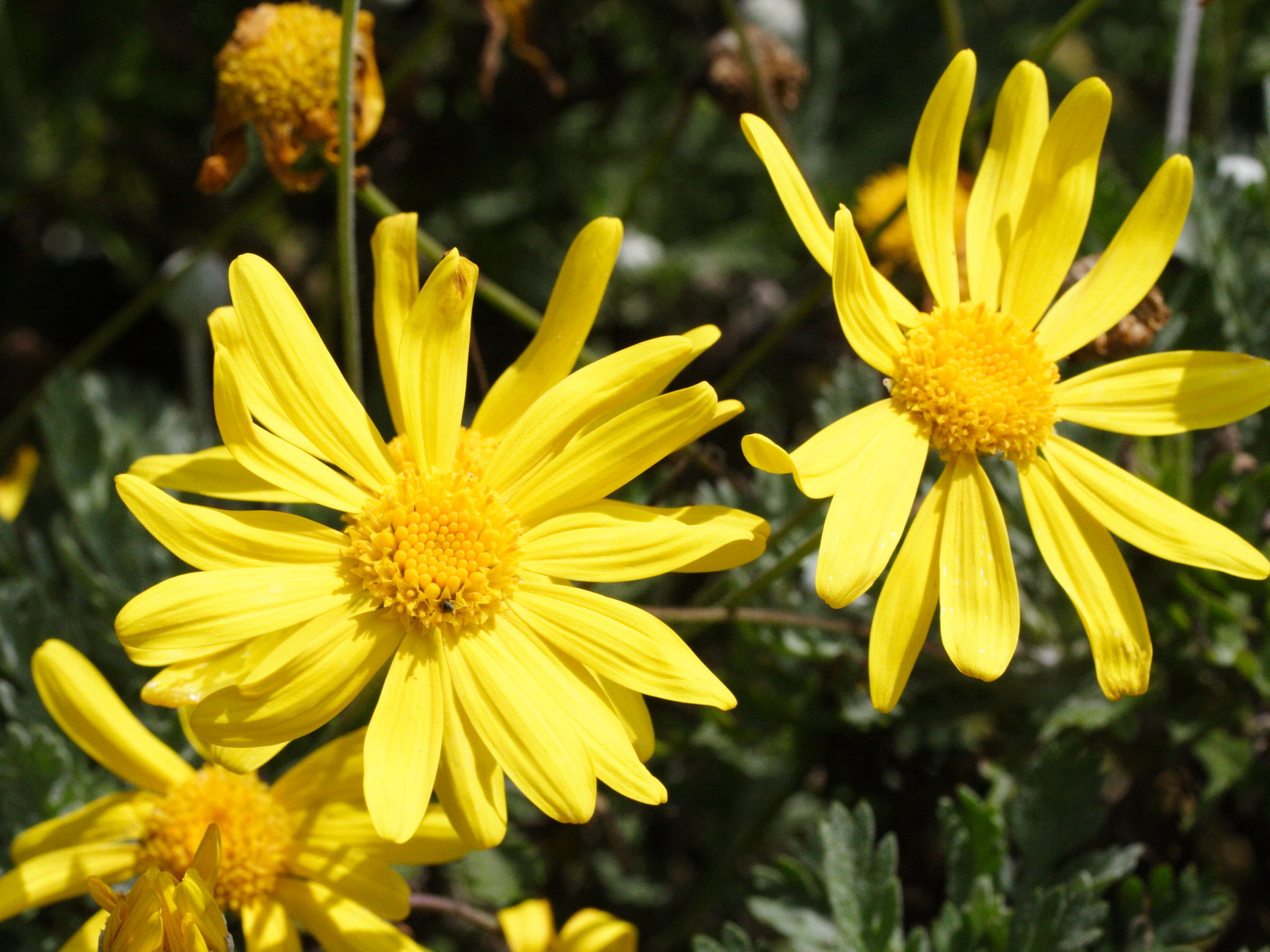 Afficher le média euryops_pectinatus2md euryops_pectinatus2md