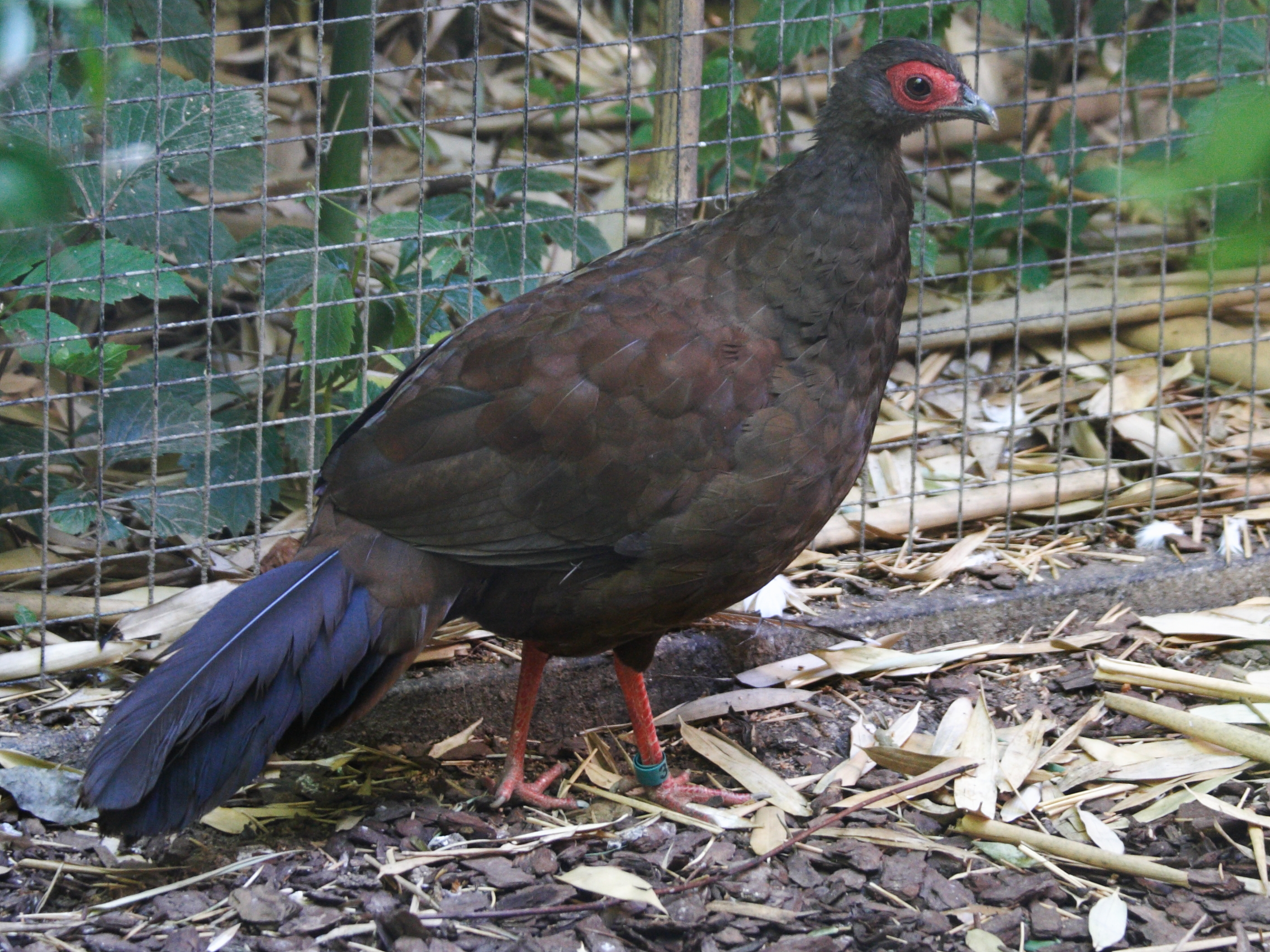 faisan_d-edwards_-_lophura_edwardsi5md