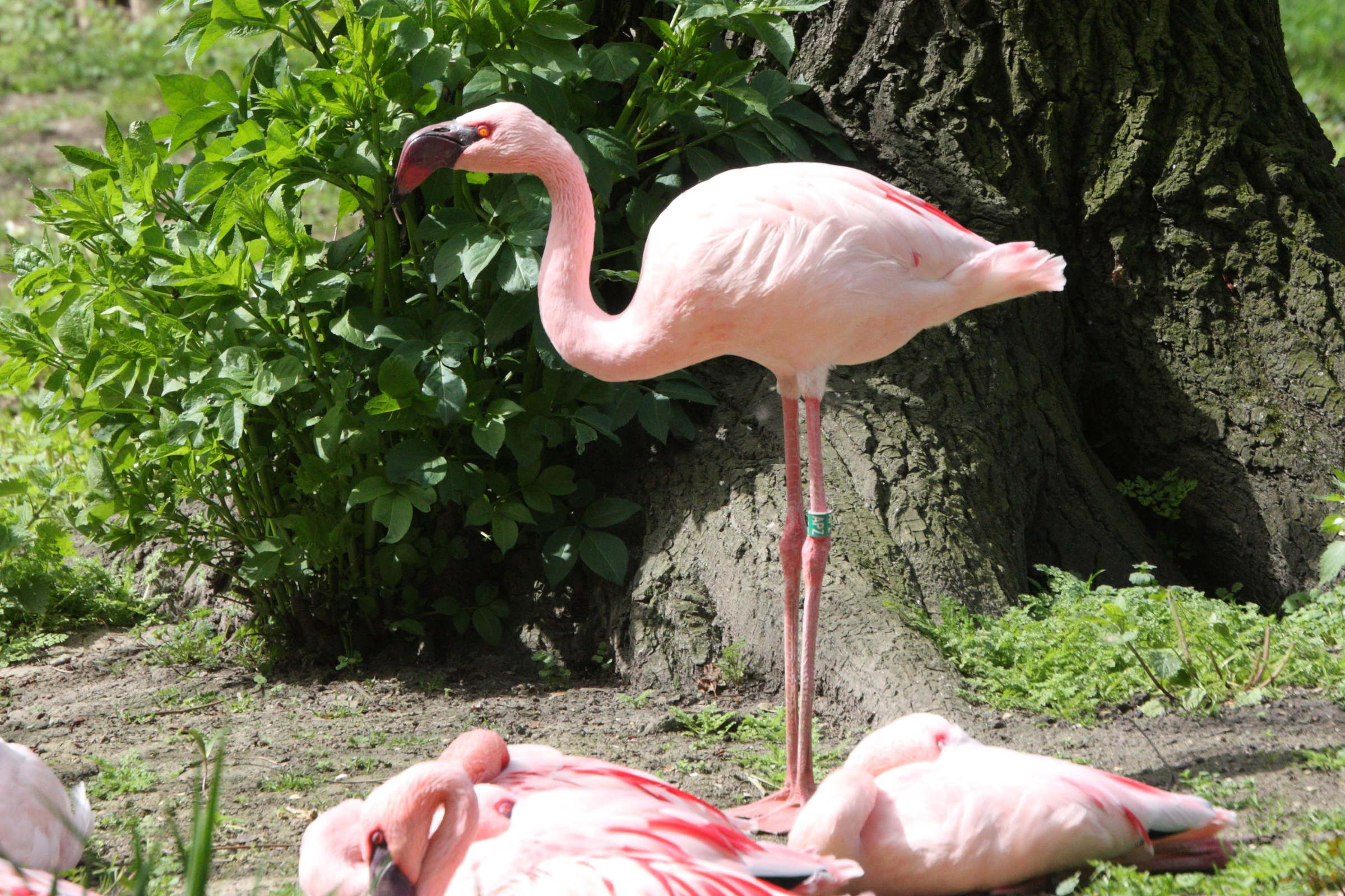 flamant_nain_-_phoeniconaias_minor1md