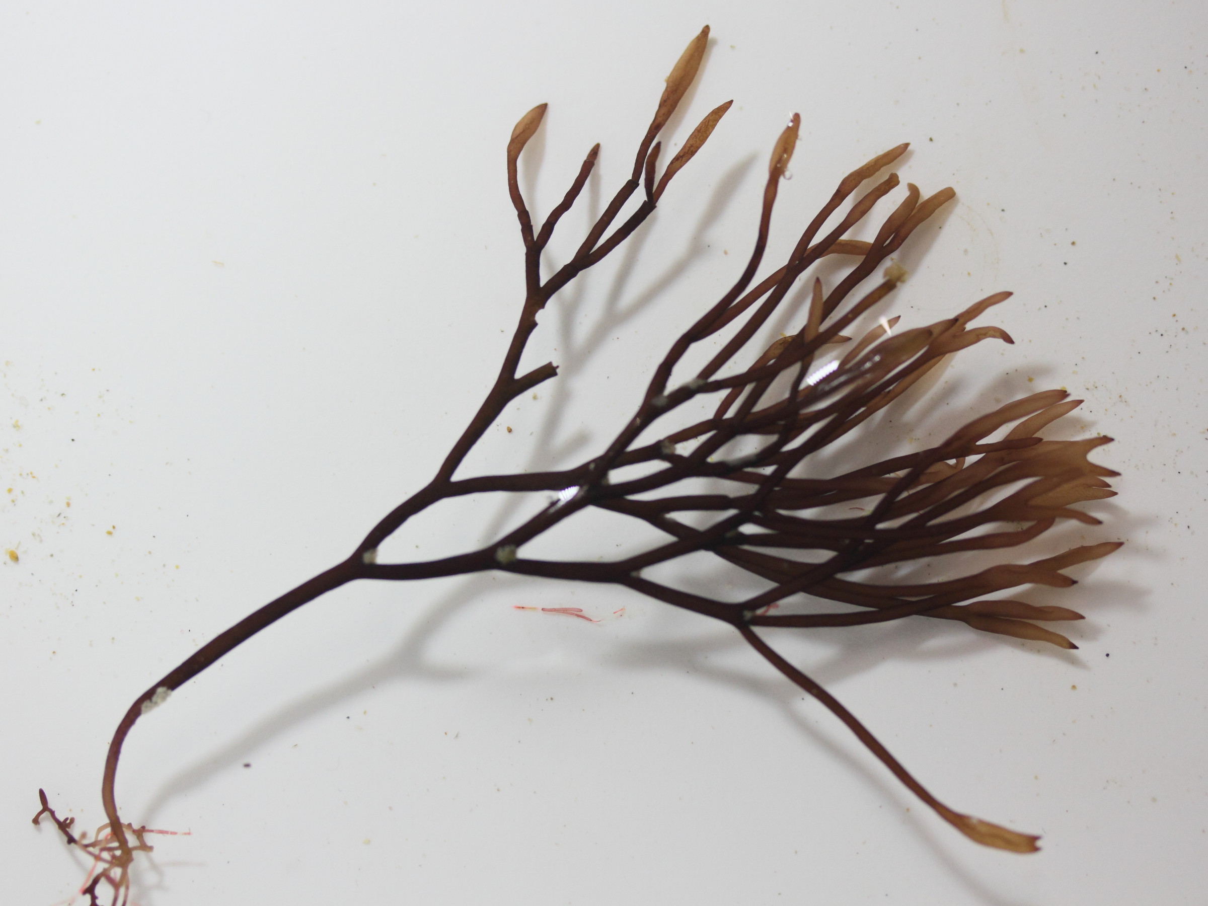 Afficher le média furcellaria_lumbricalis4md furcellaria_lumbricalis4md