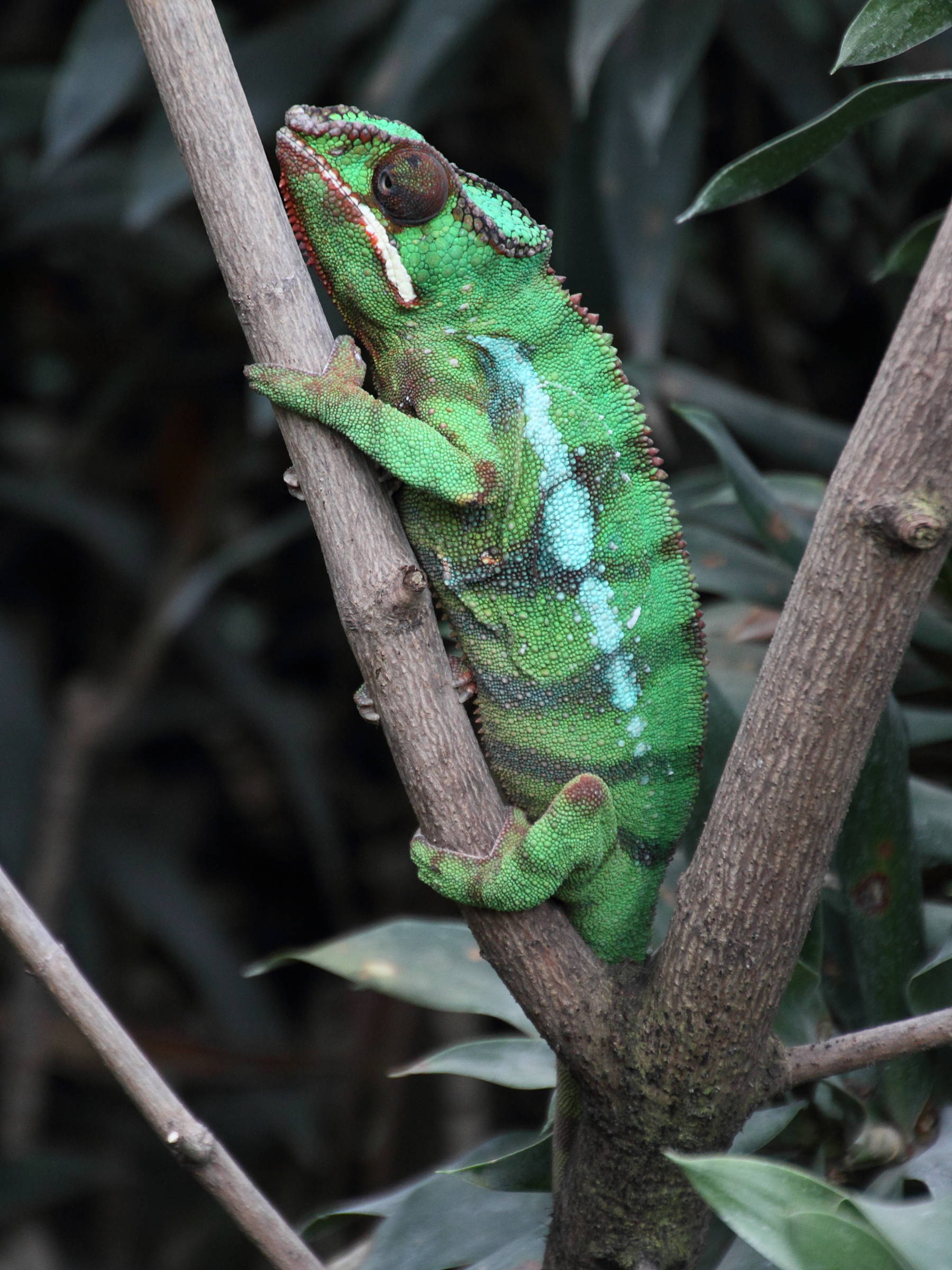 furcifer_pardalis8md