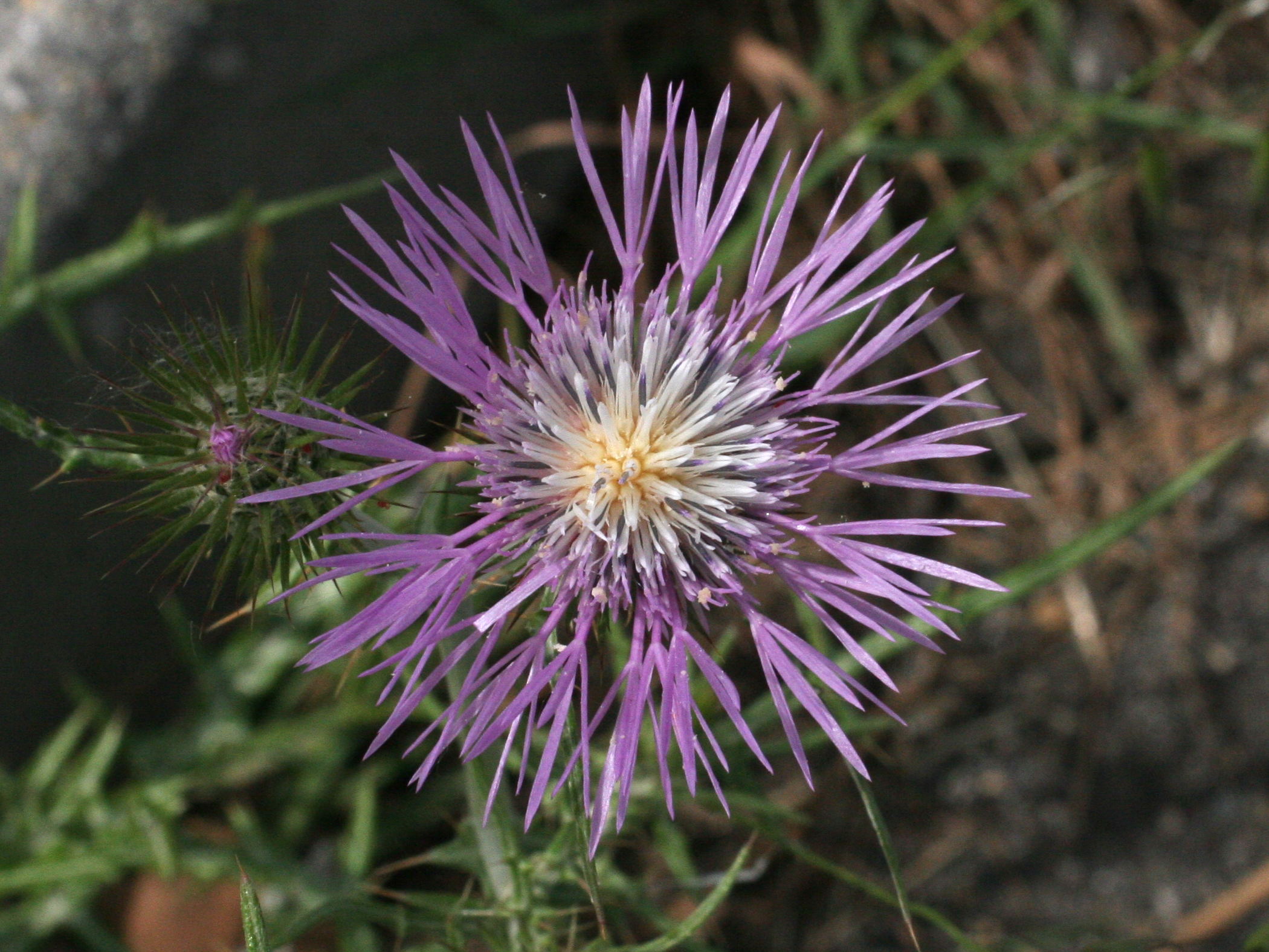 Afficher le média Galactites_elegans Galactites_elegans