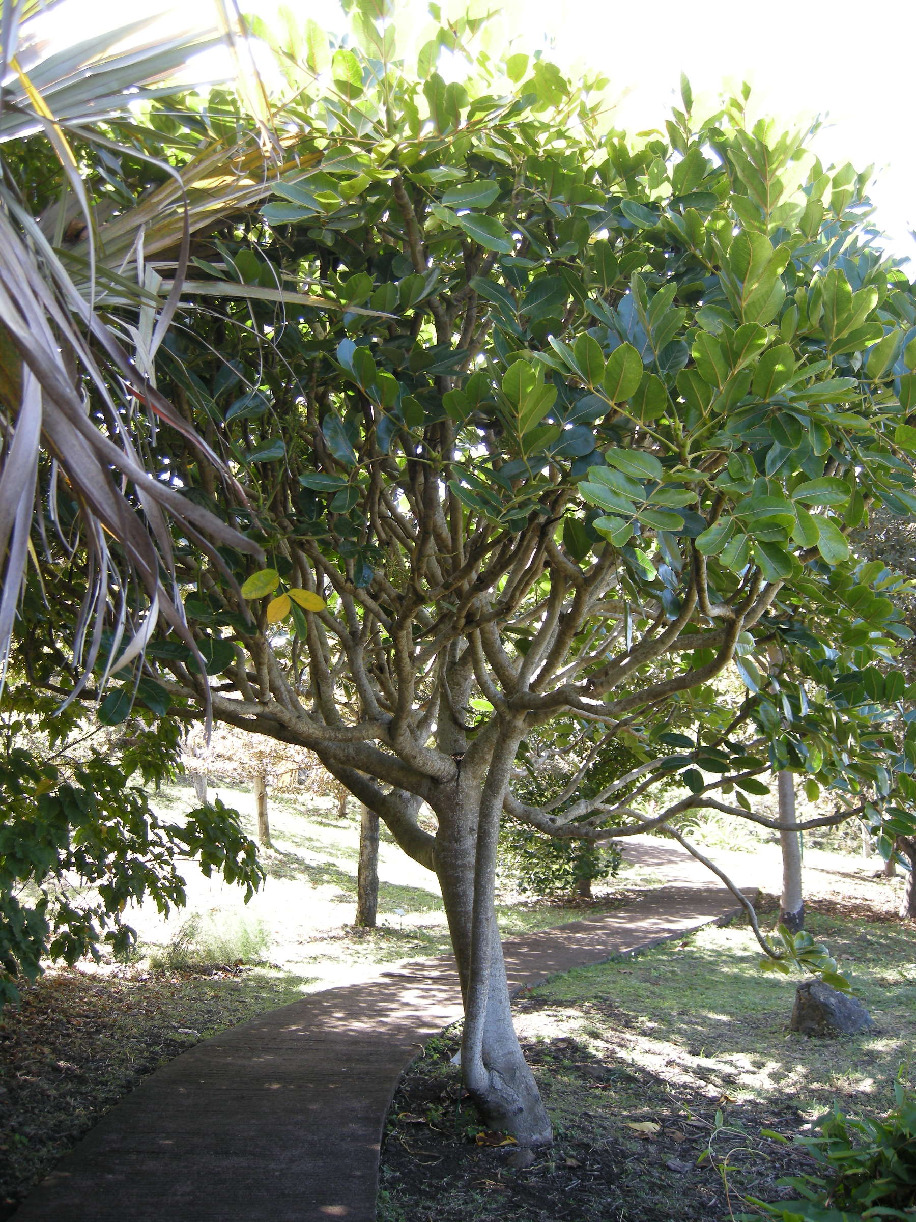 gastonia_cutispongia2md