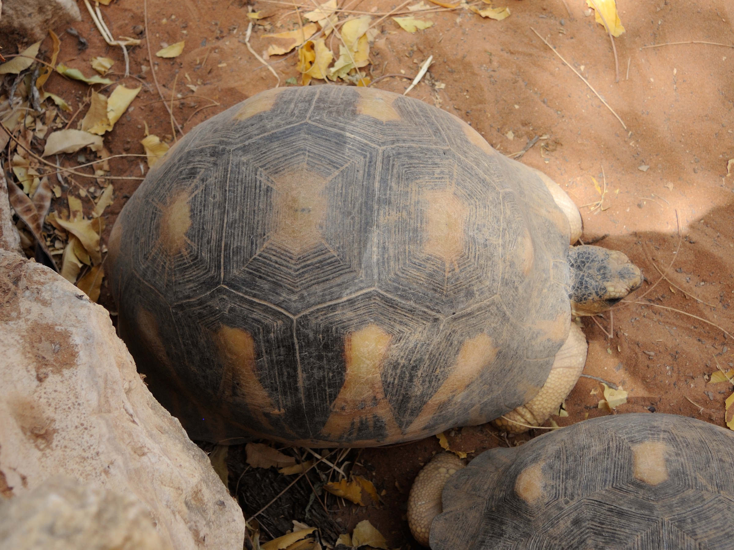 Afficher le média geochelone_radiata5md geochelone_radiata5md