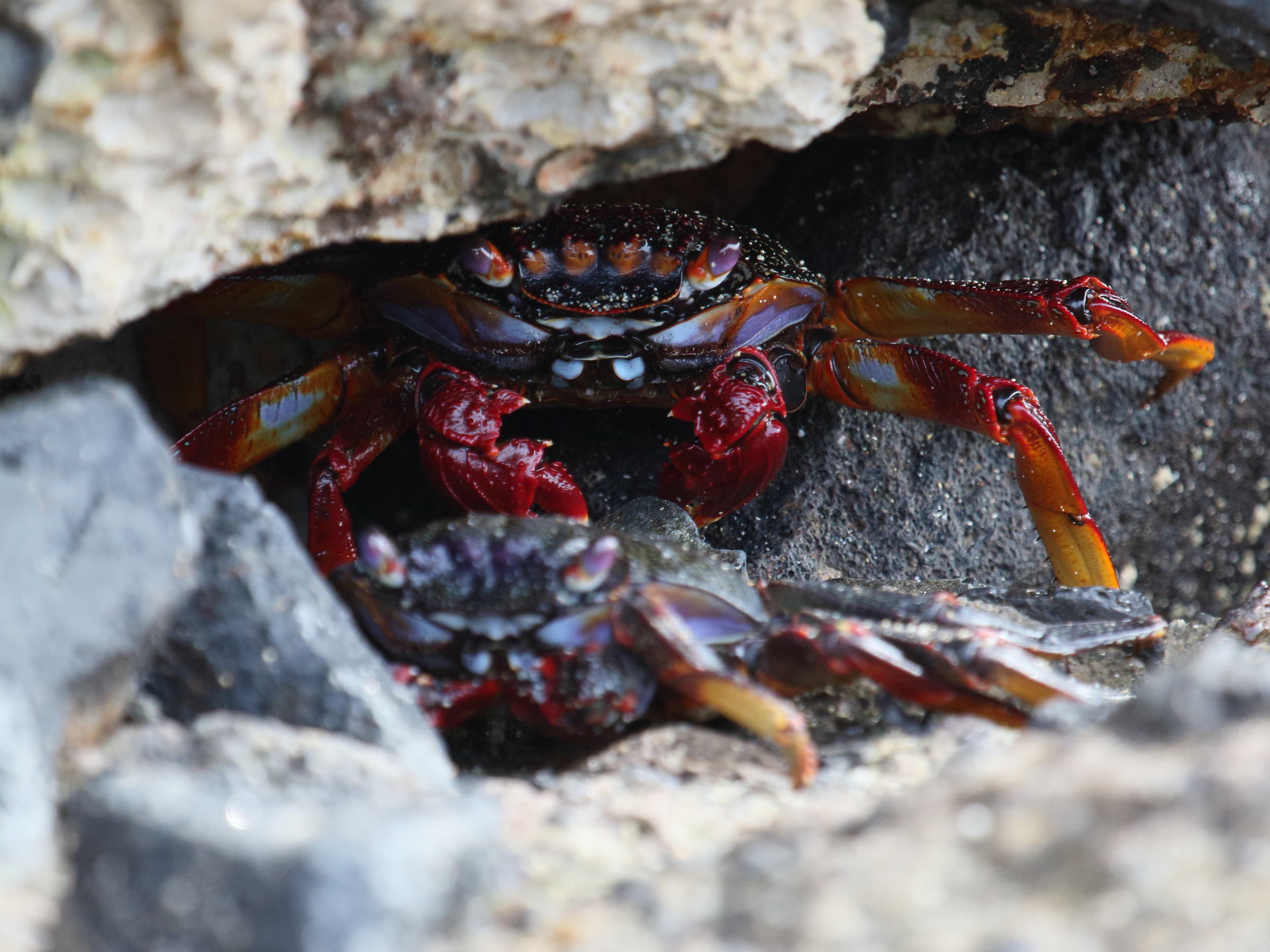 Grapsus_adscensionis