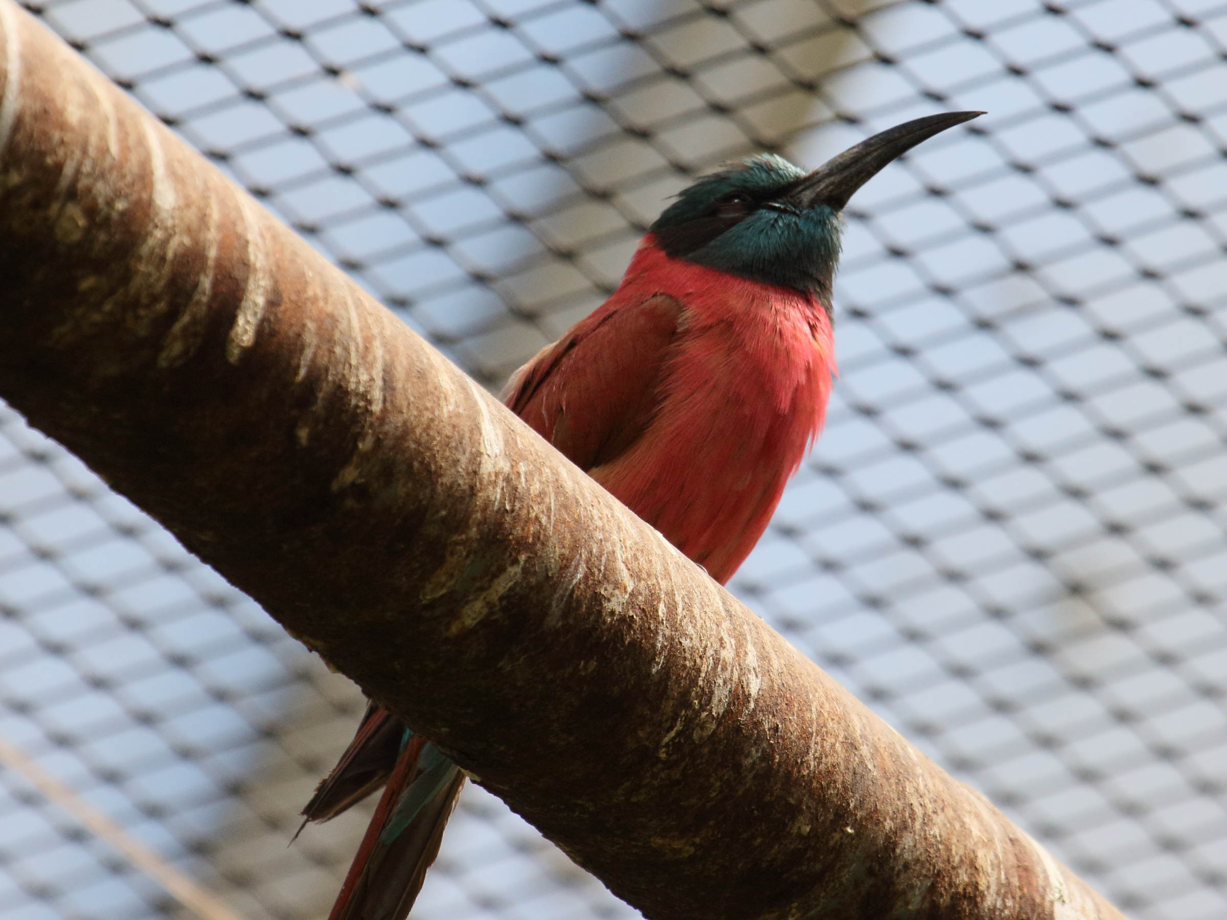 Afficher le média guepier_ecarlate_-_merops_nubicus3bd guepier_ecarlate_-_merops_nubicus3bd