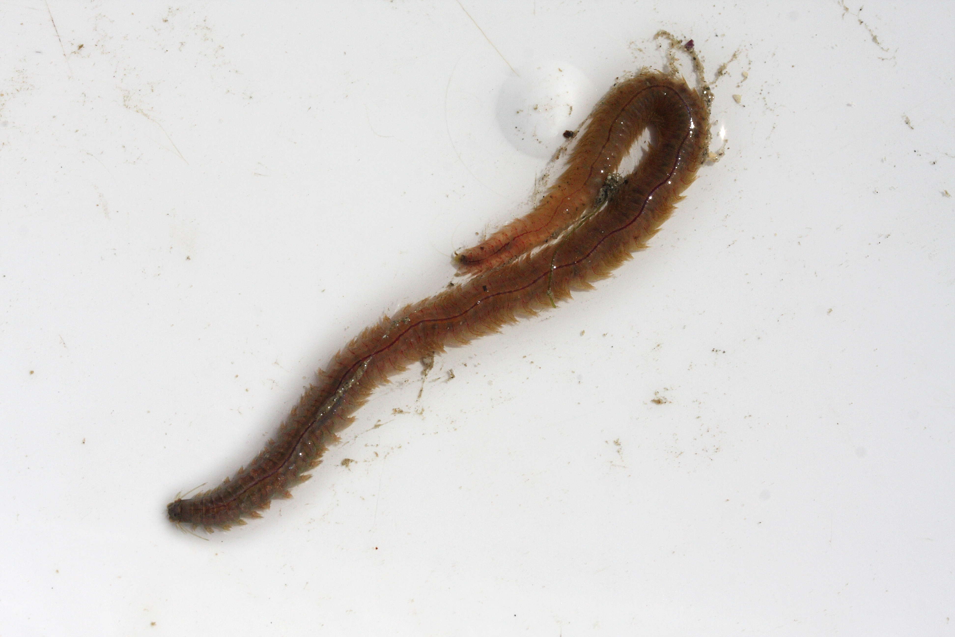 hediste_diversicolor1md