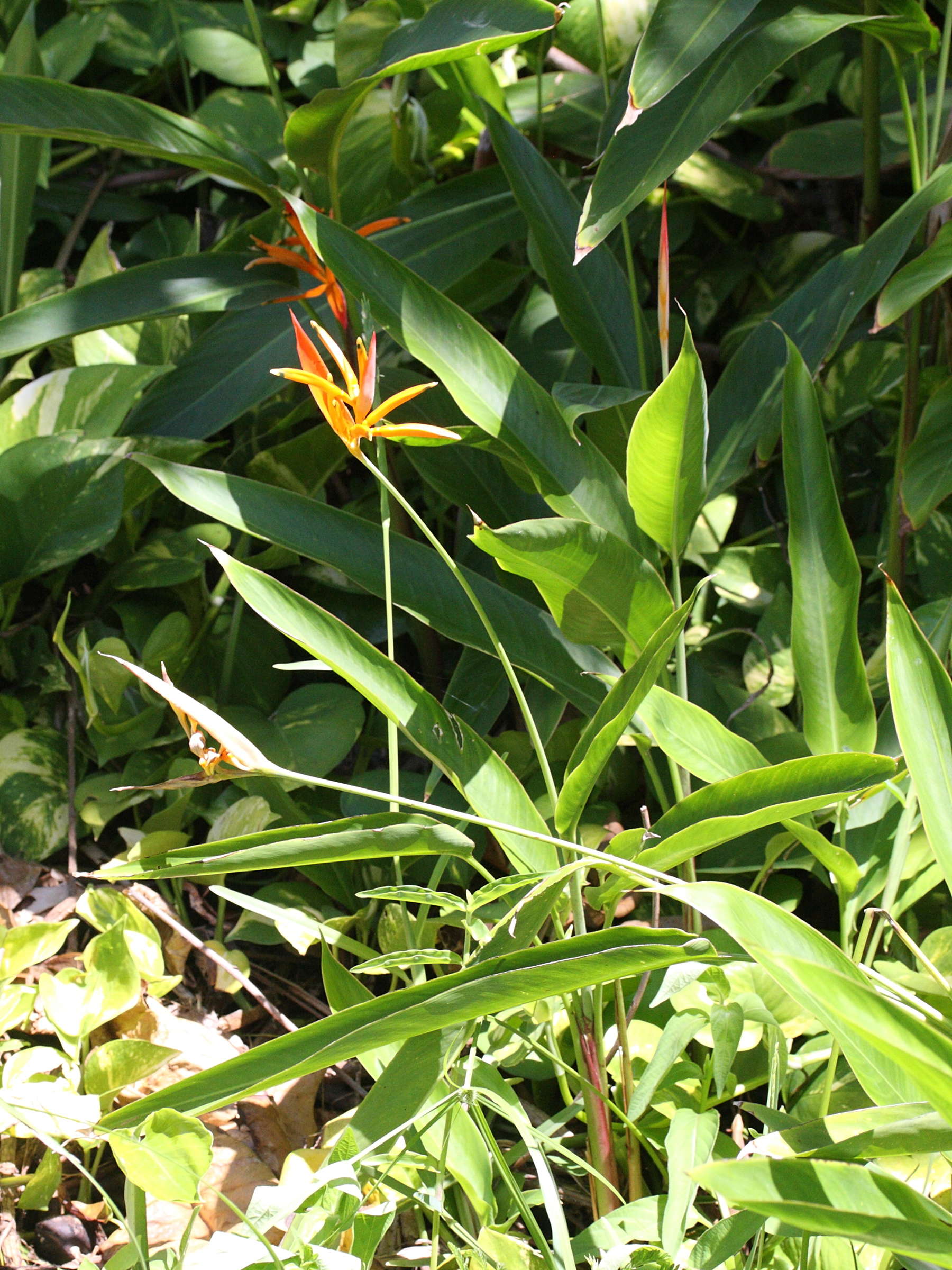 heliconia_psittacorum2md