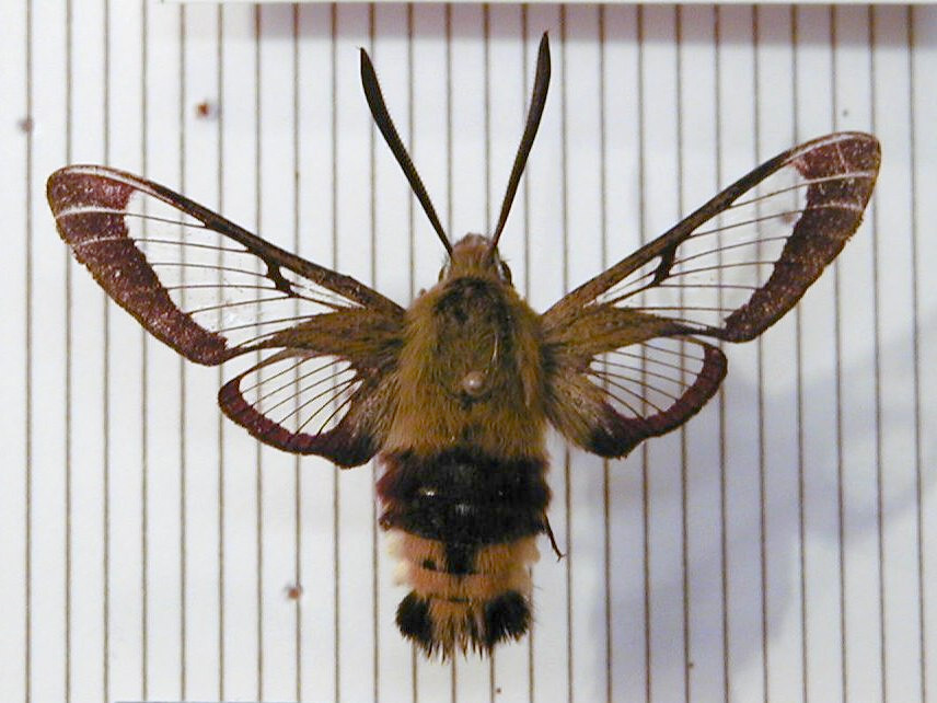 hemaris_fuciformis1md