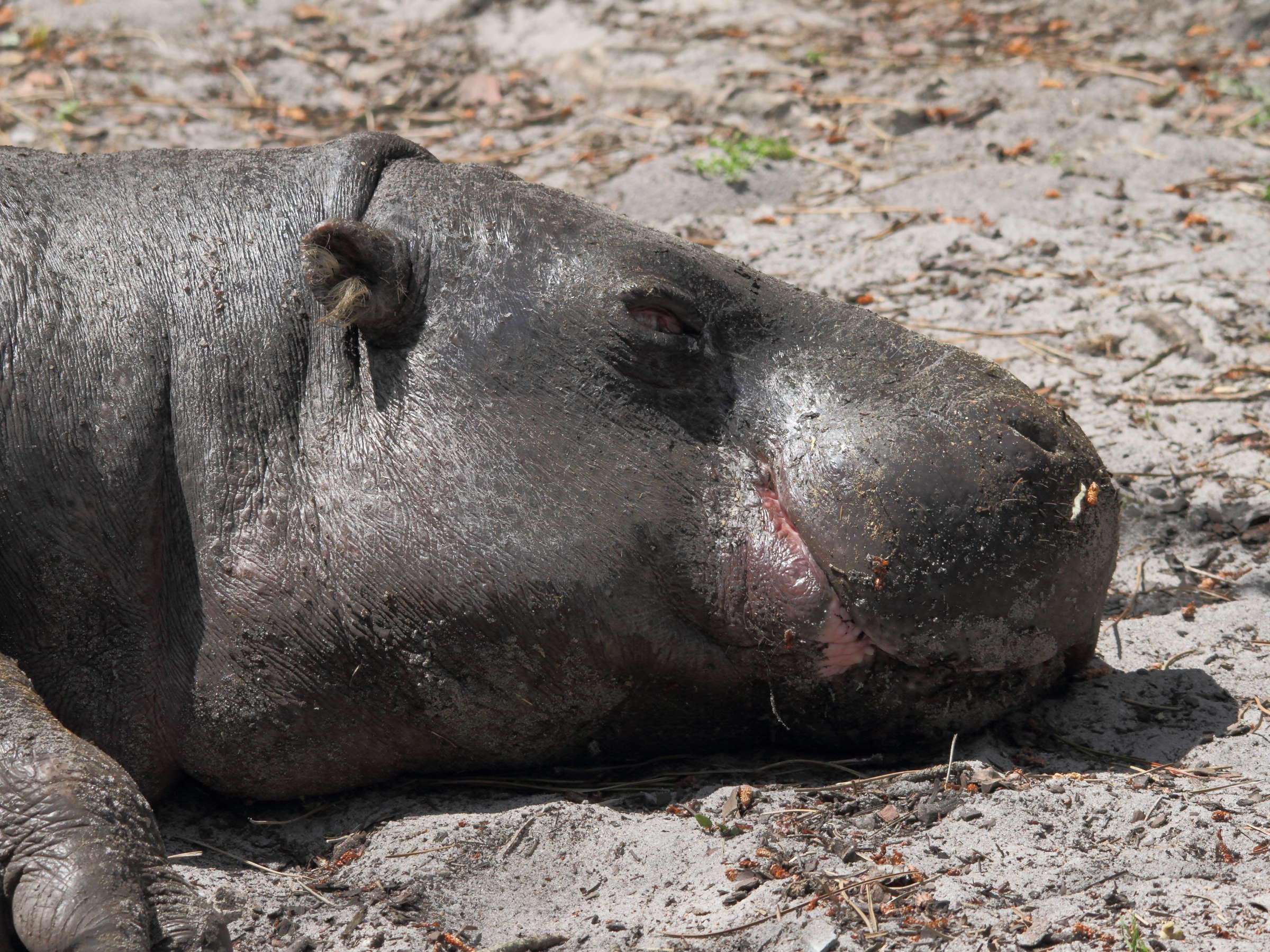 Afficher le média hexaprotodon_liberiensis2bd hexaprotodon_liberiensis2bd