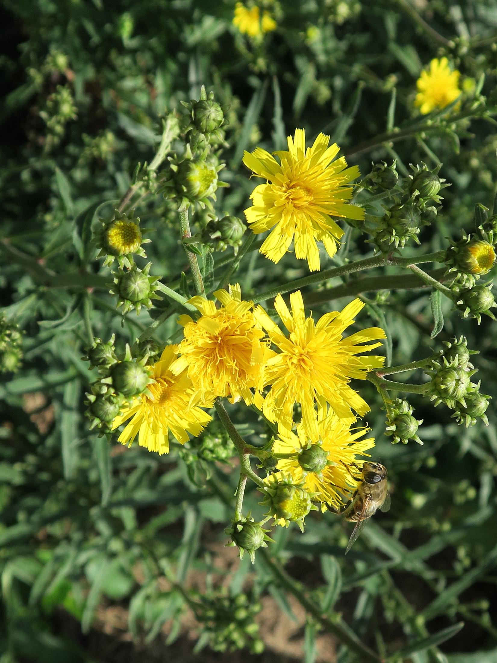 Afficher le média hieracium_umbellatum2md hieracium_umbellatum2md