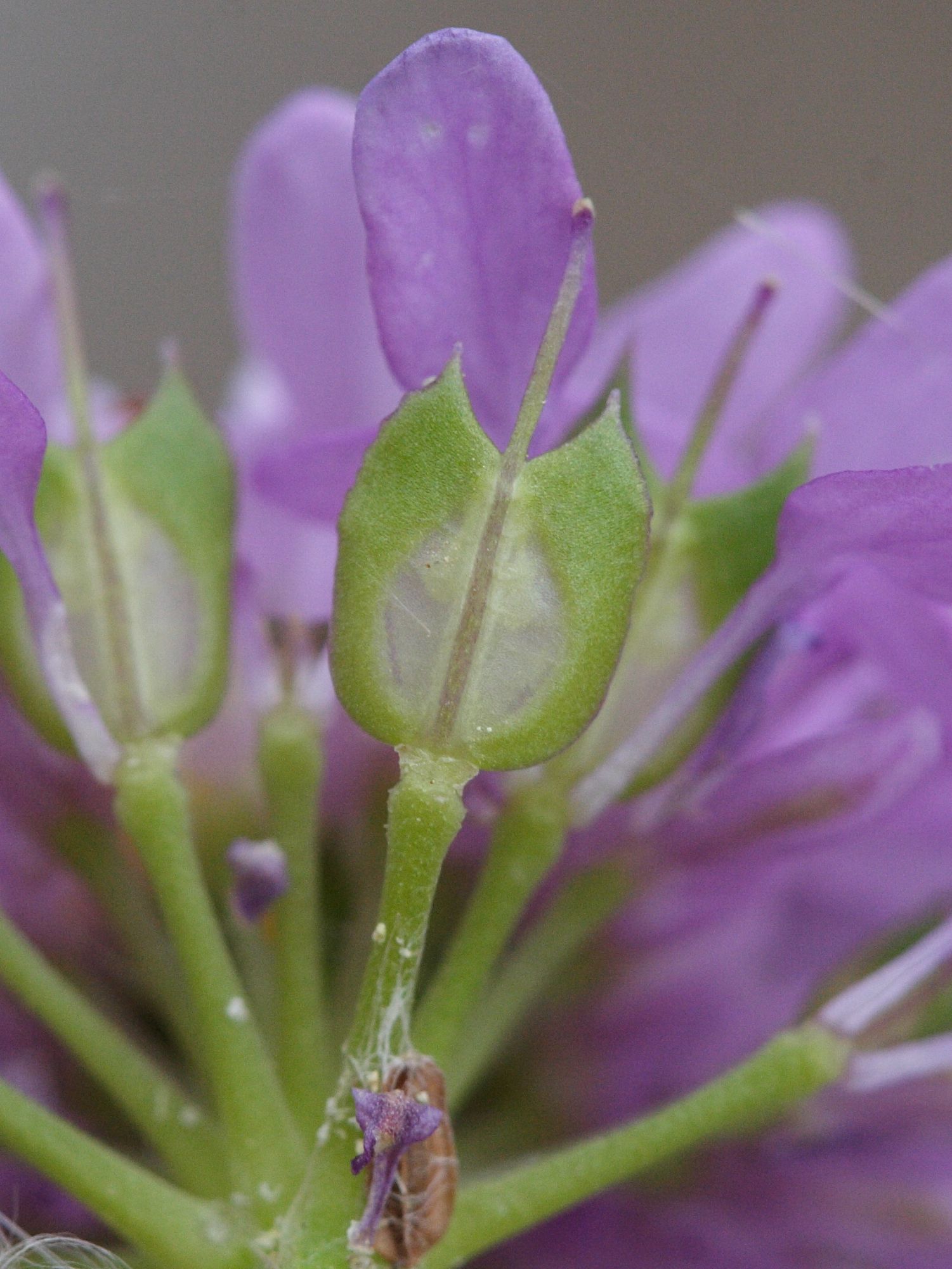 Afficher le média iberis_umbellata8md iberis_umbellata8md