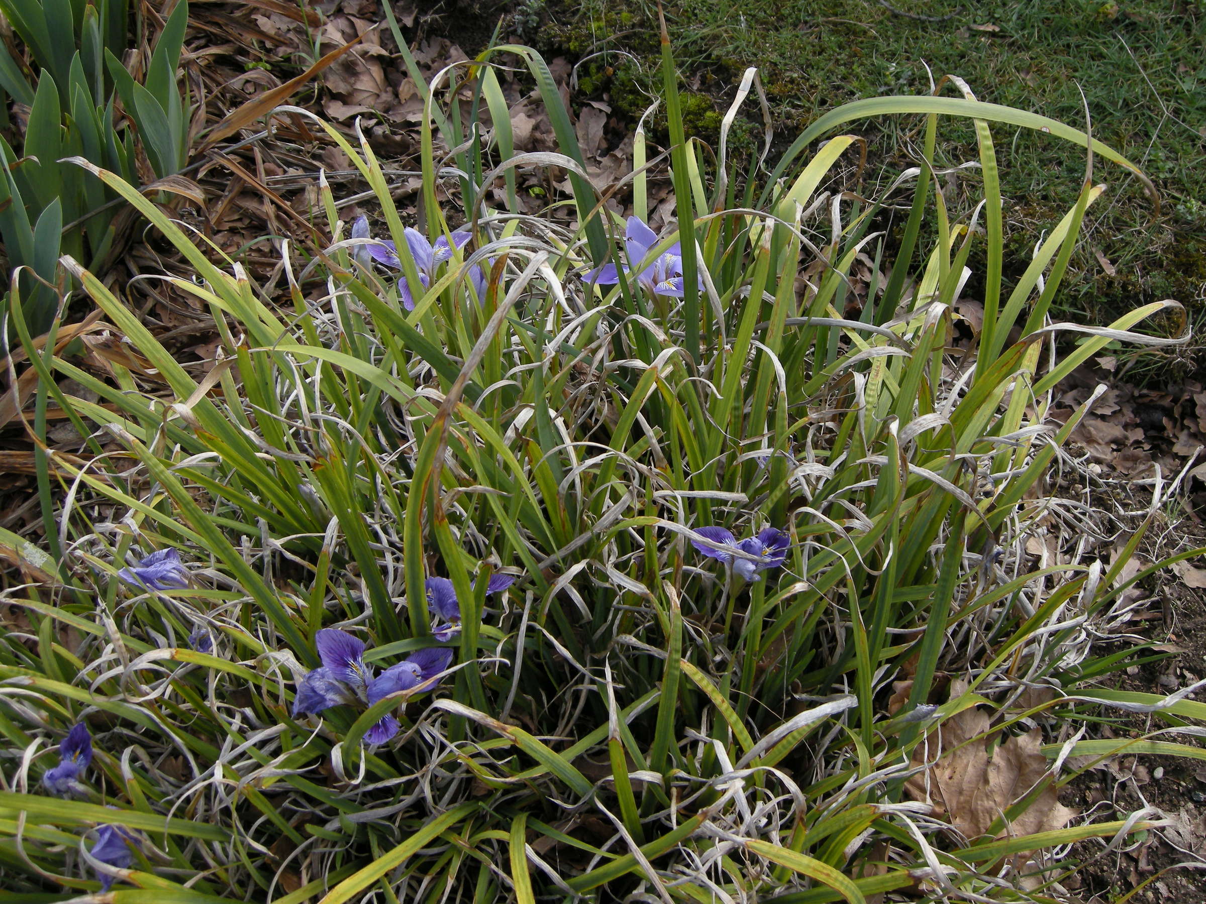 iris_unguicularis1md