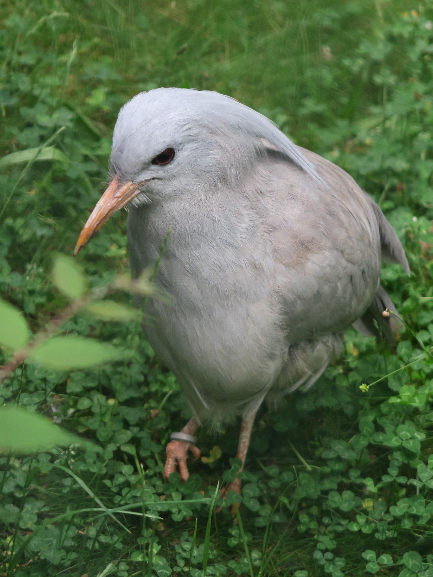 kagou_huppe_-_rhynochetos_jubatus2md