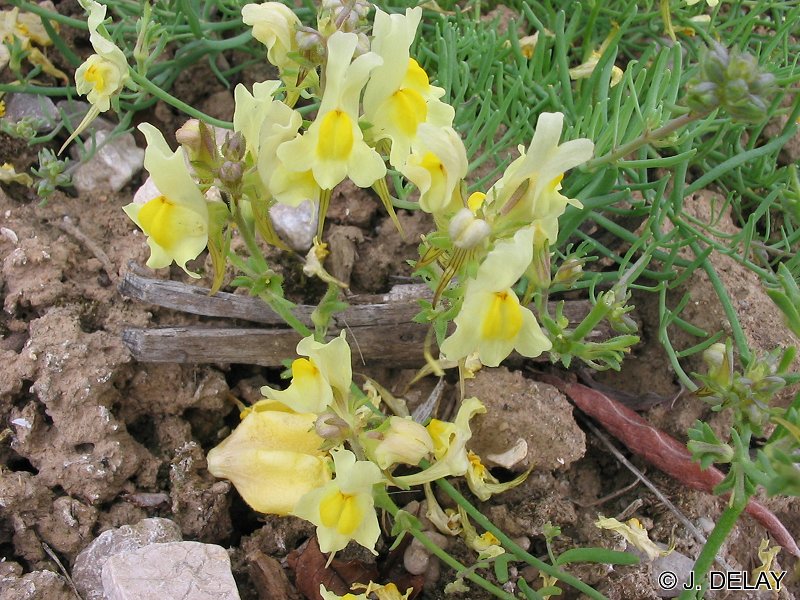 Afficher le média linaria_supina2jd linaria_supina2jd