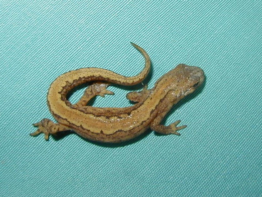 lissotriton_vulgaris3md