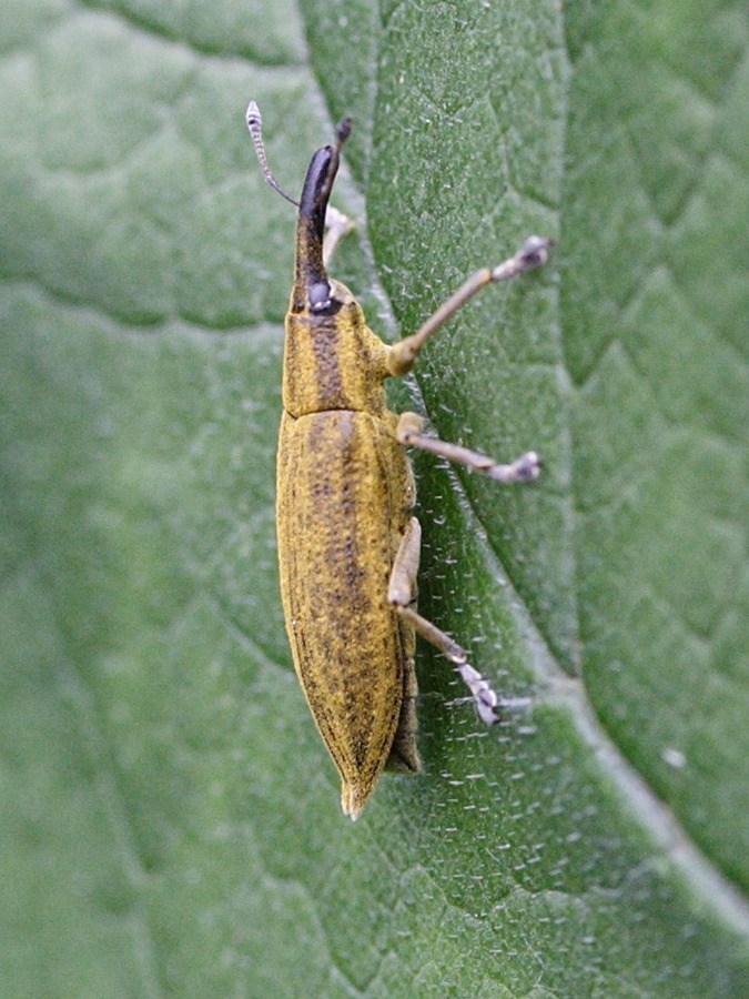 Afficher le média lixus_iridis1md lixus_iridis1md