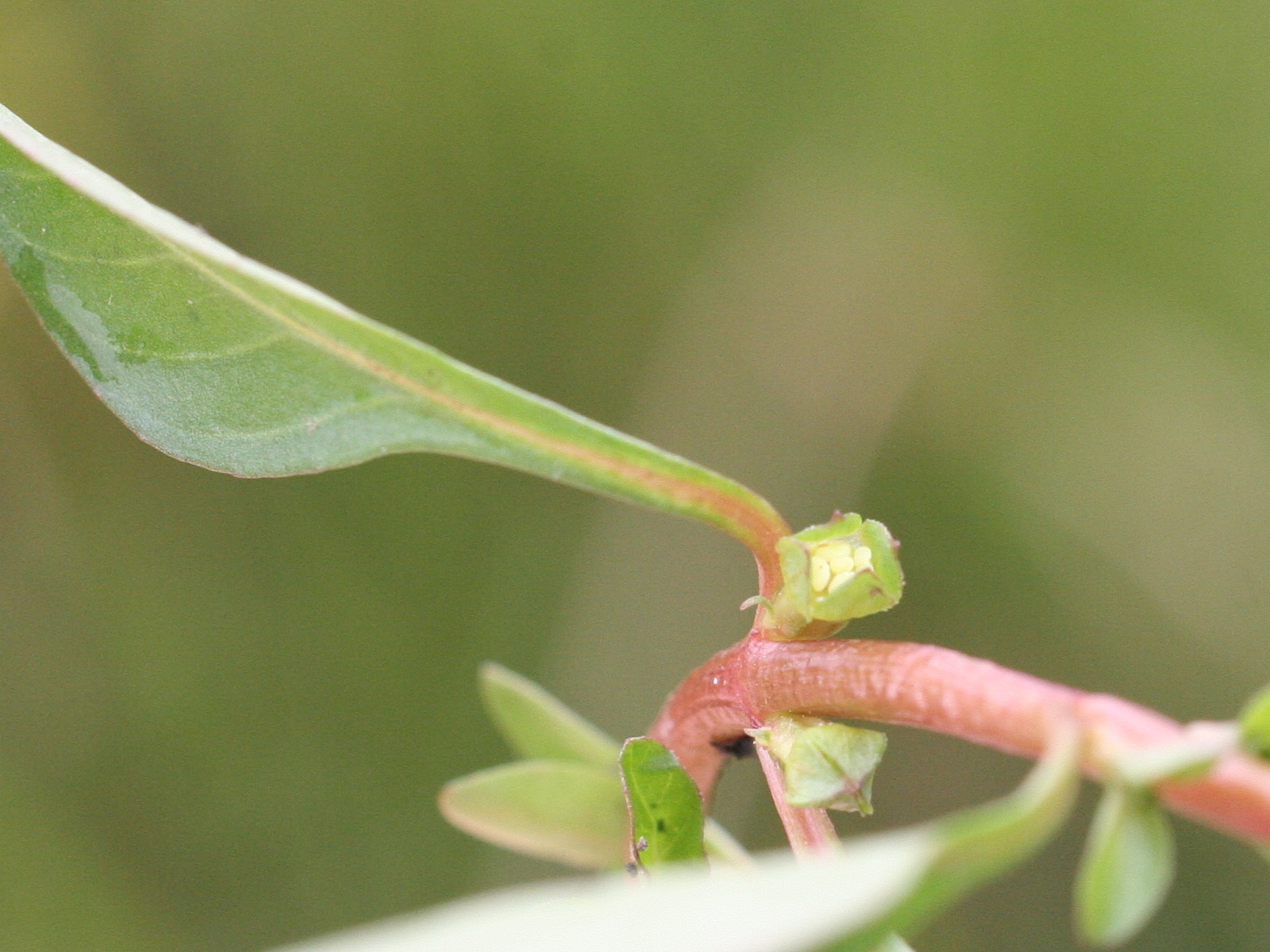 ludwigia_palustris4md