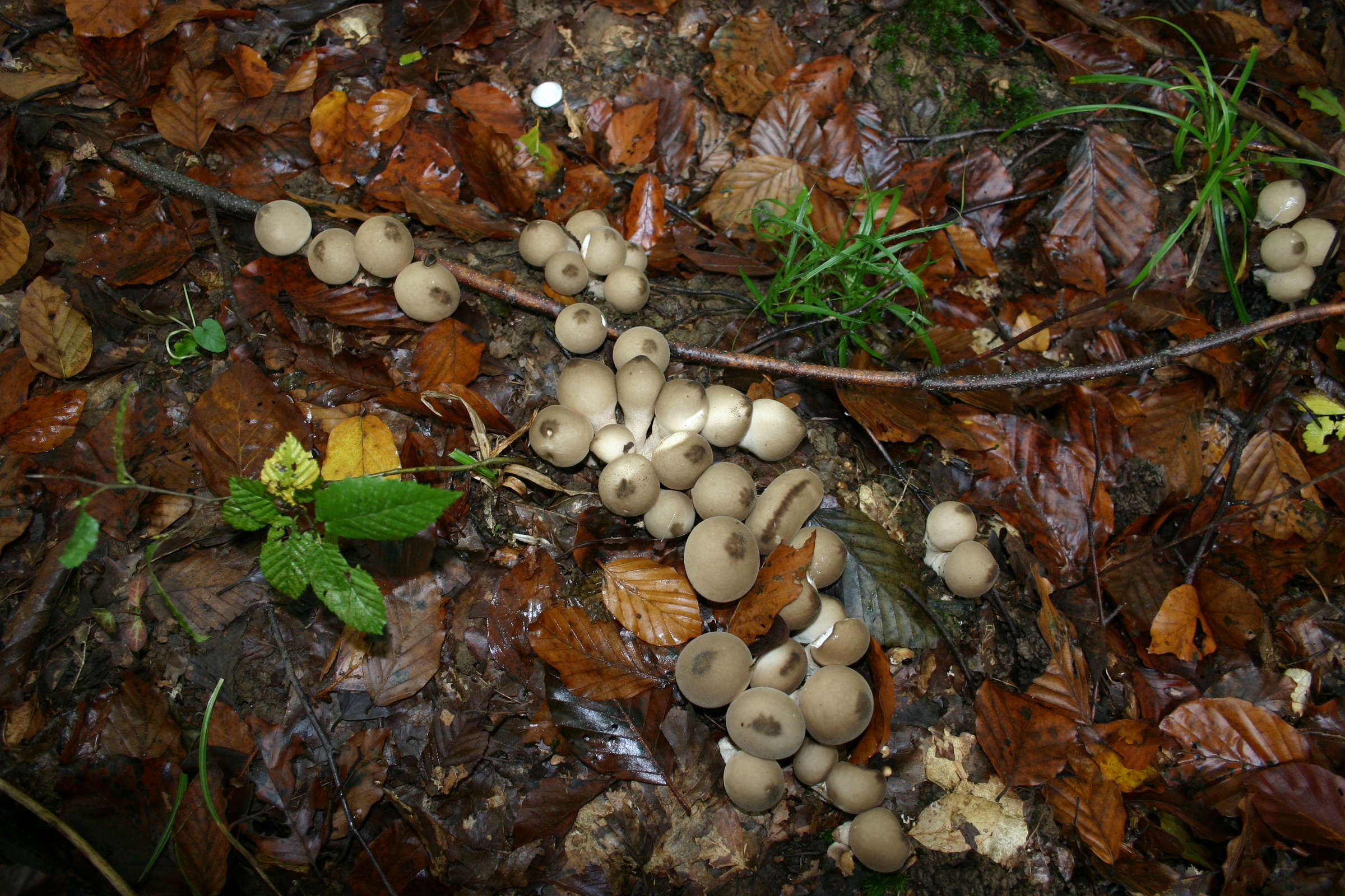 Afficher le média lycoperdon_pyriforme2sd lycoperdon_pyriforme2sd