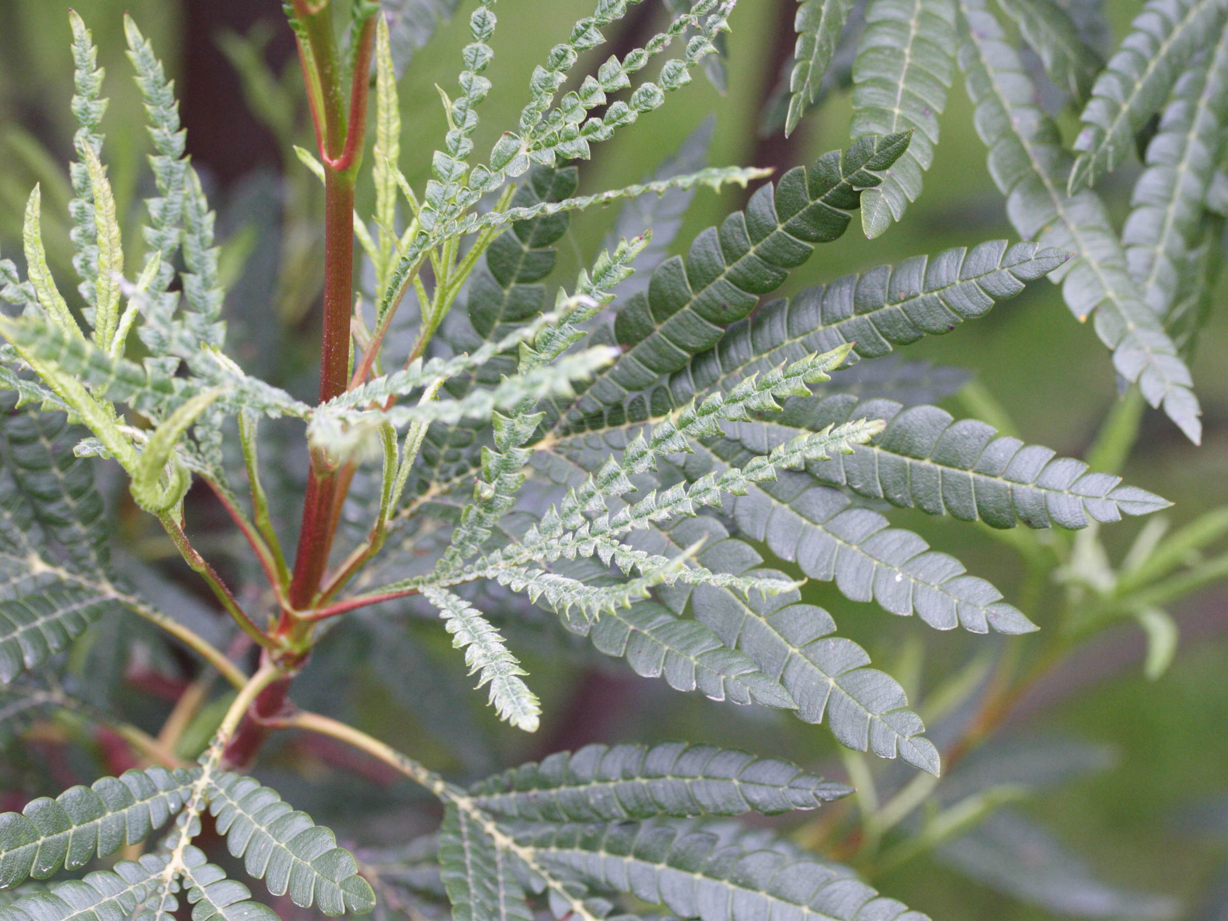 Afficher le média lyonothamnus_floribundus_aspleniifolia1md lyonothamnus_floribundus_aspleniifolia1md