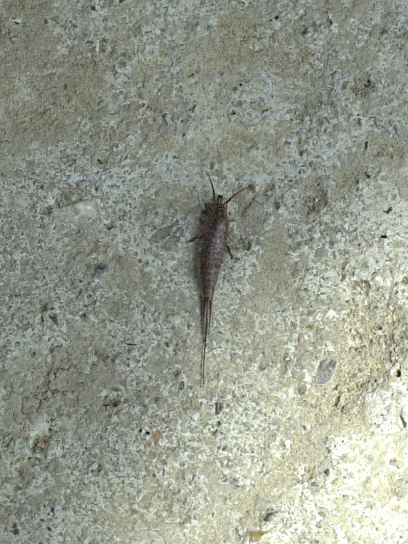 machilis_polypoda4md