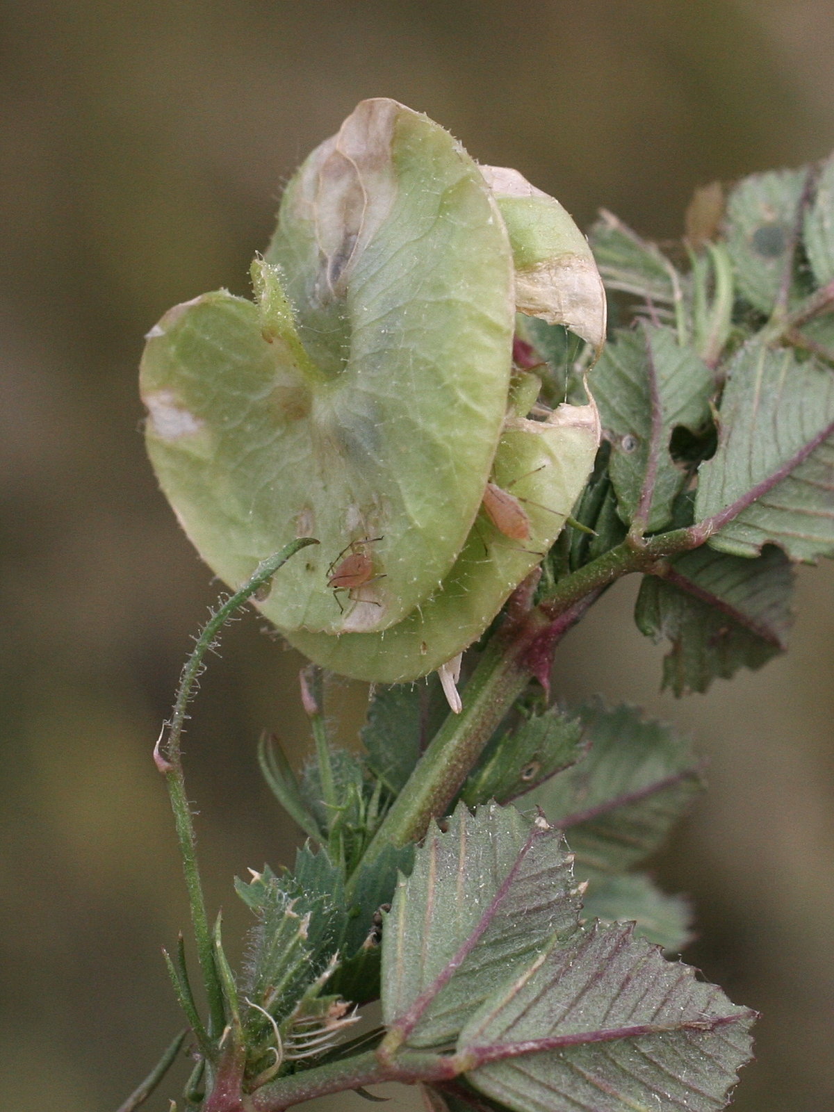 Afficher le média medicago_orbicularis2md medicago_orbicularis2md