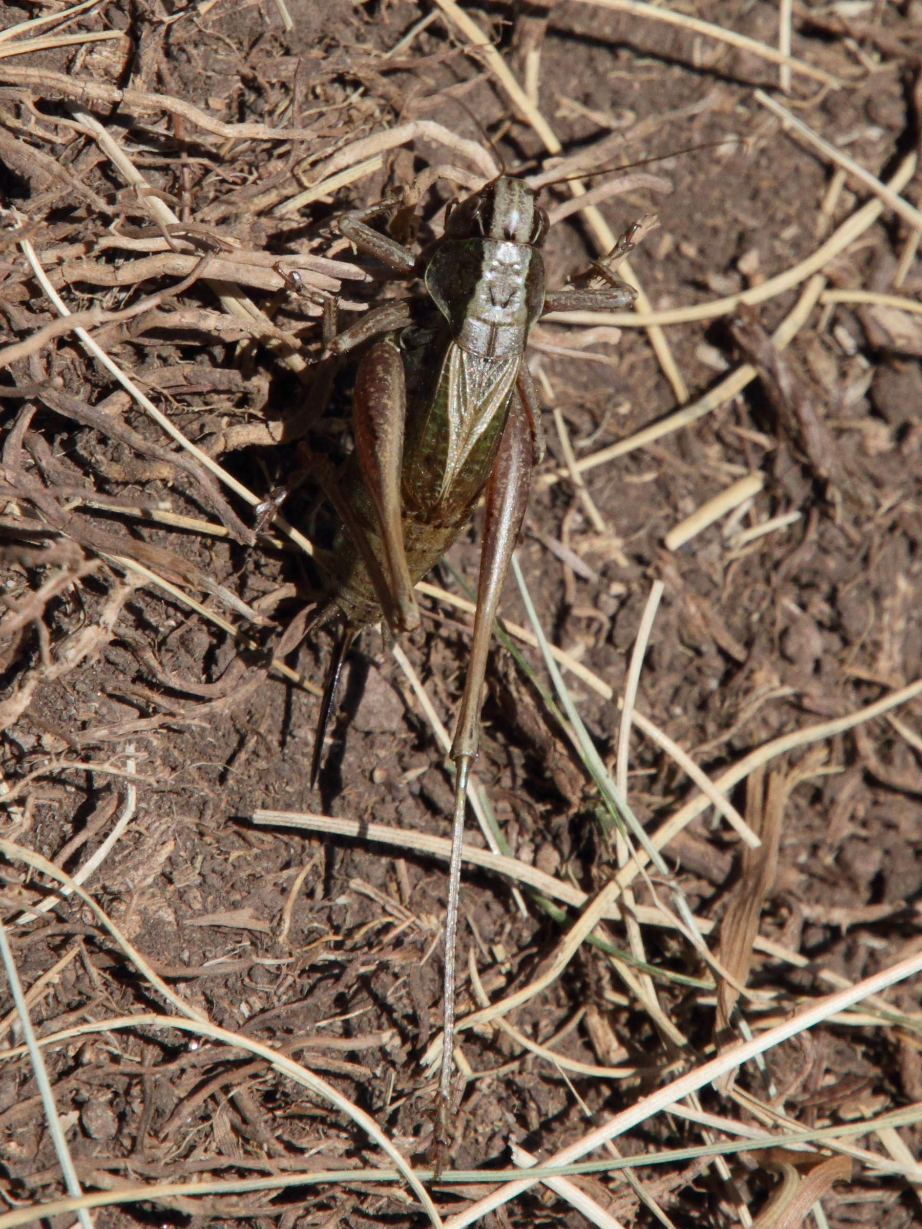 metrioptera_saussuriana6md