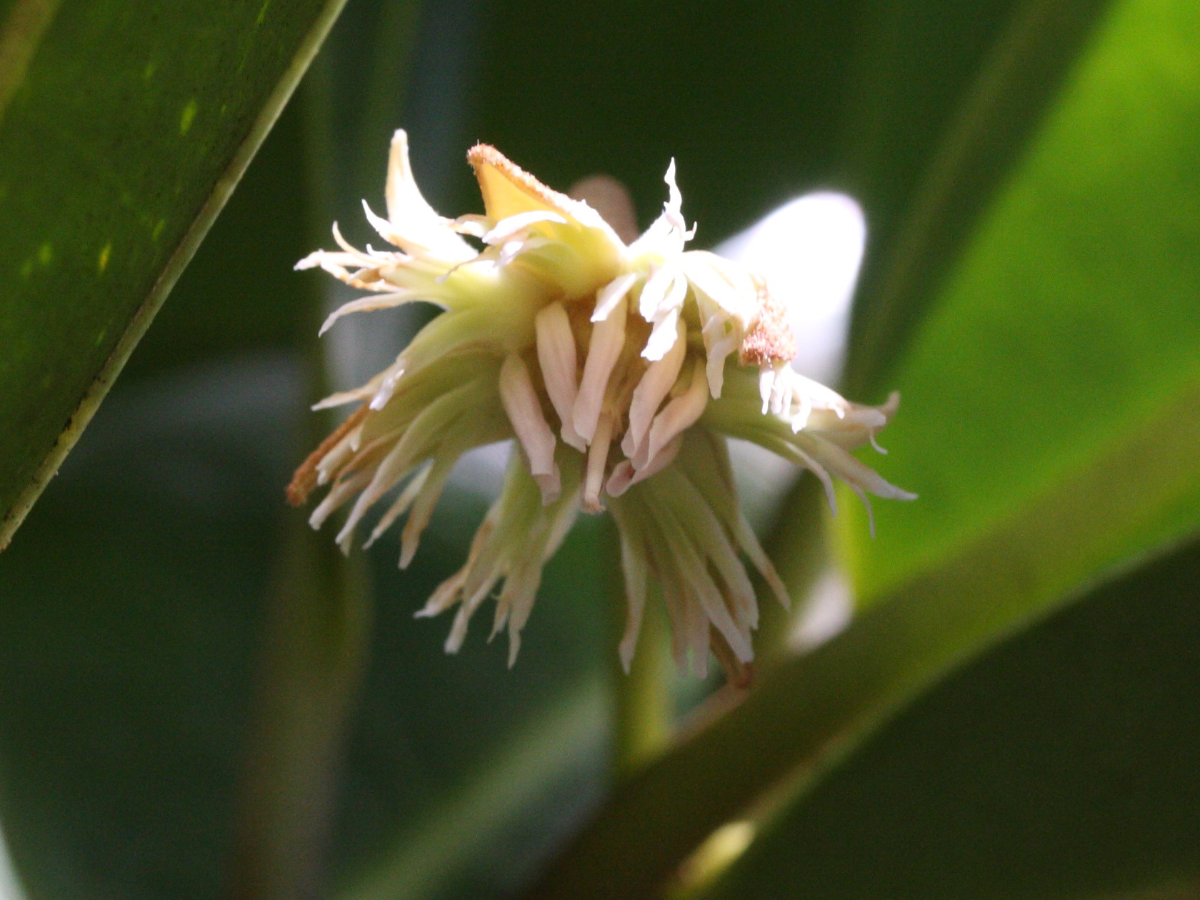 mimusops_coriacea1amd