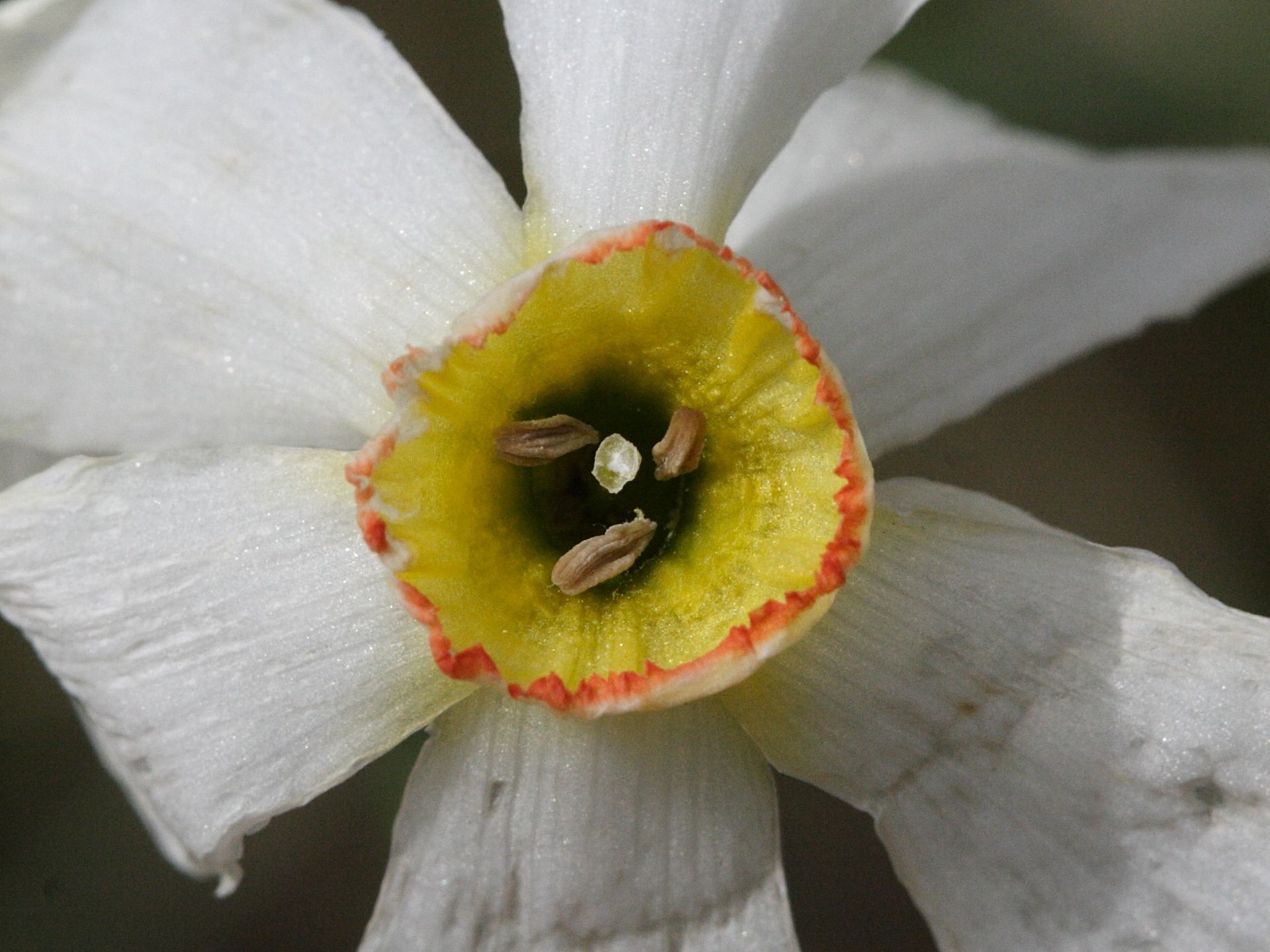 Afficher le média narcissus_poeticus5md narcissus_poeticus5md