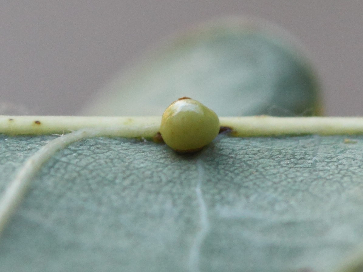 neuroterus_anthracinus_galle2md