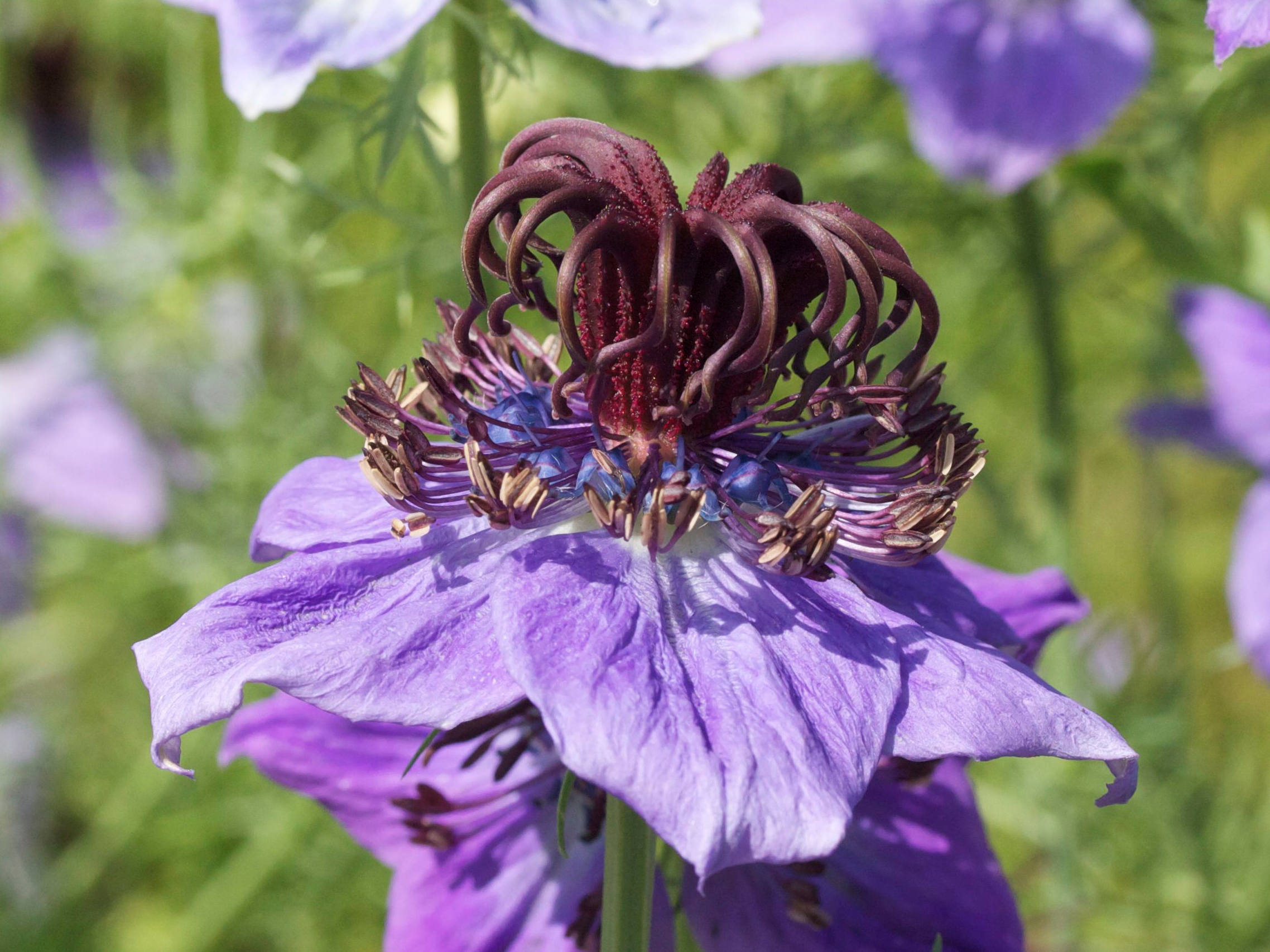 nigella_hispanica2md